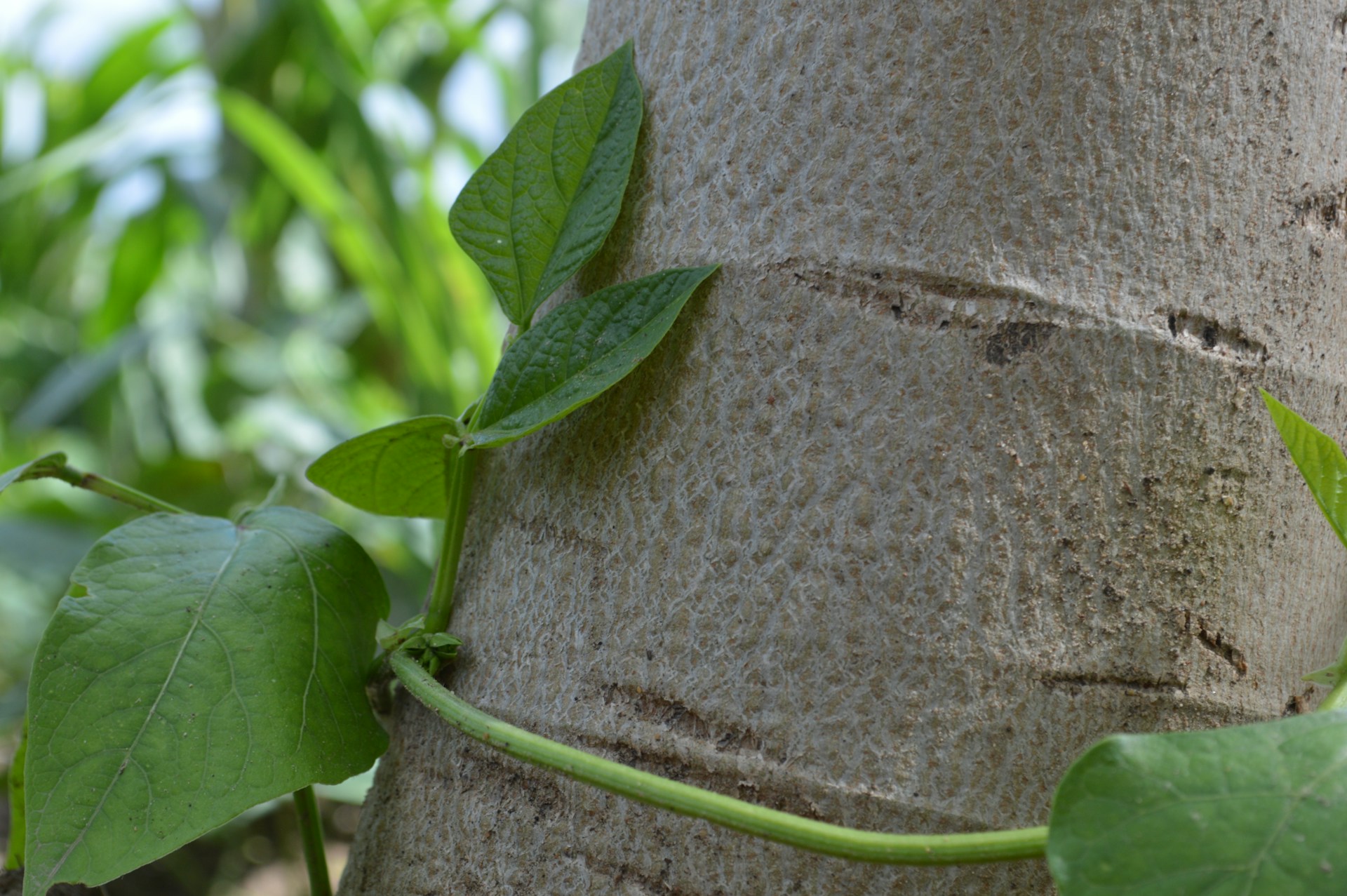a plant growing on a tree trunk in a forest