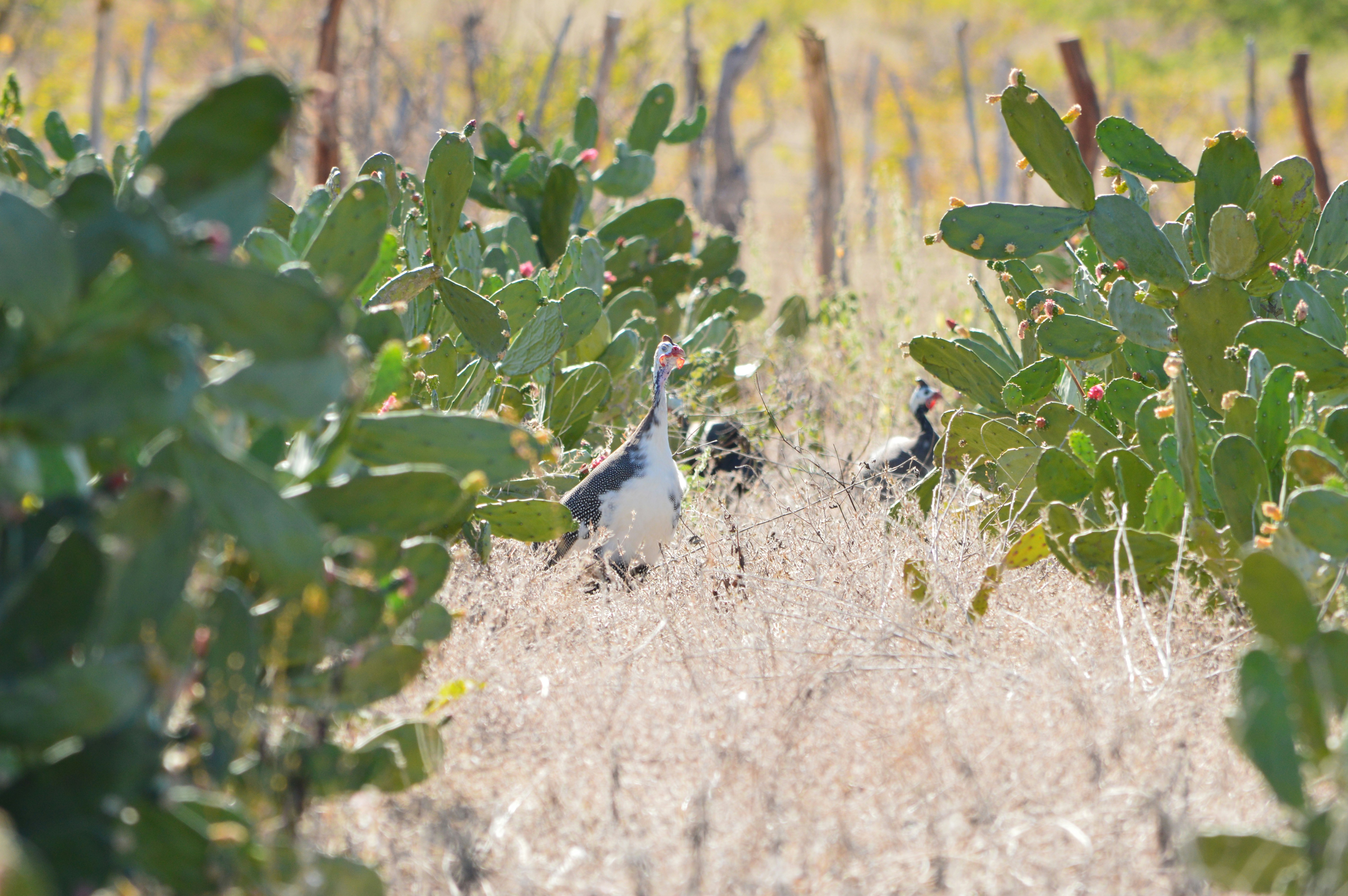 un couple d’oiseaux qui se tiennent dans l’herbe