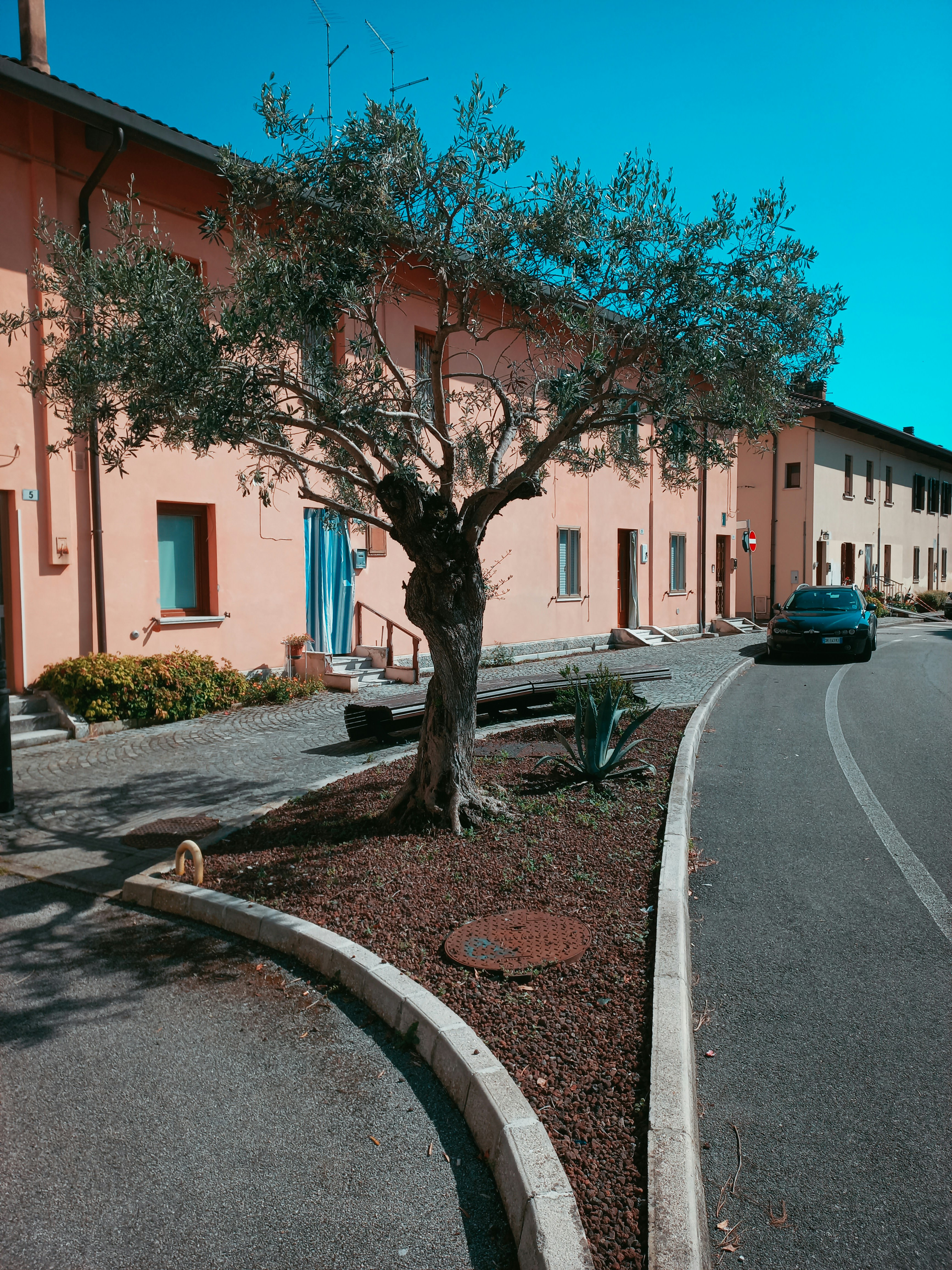 a tree on the side of a road next to a building