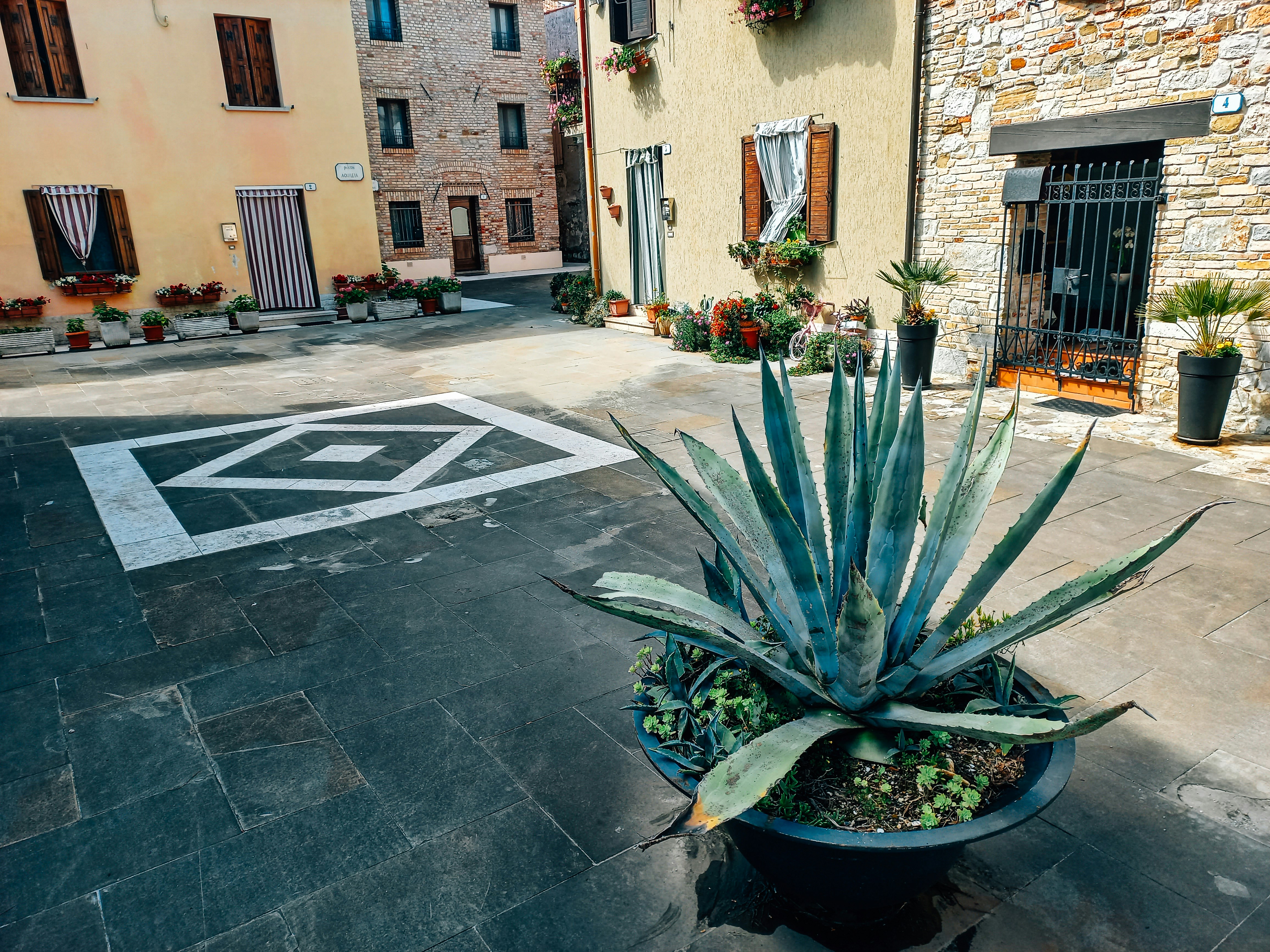 a potted plant sitting in the middle of a street