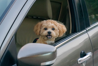 a small dog sticking its head out of a car window