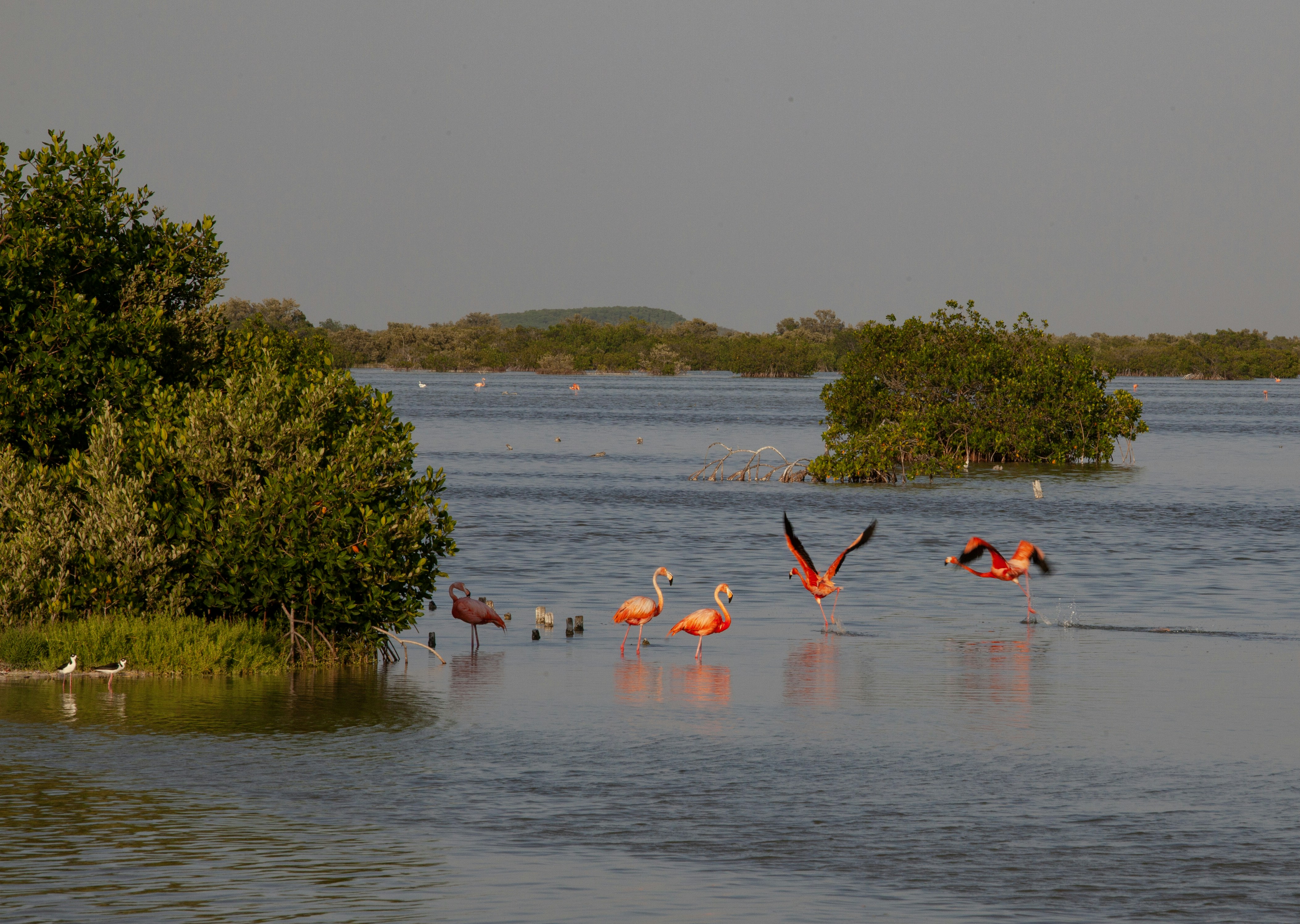 a group of flamingos wading in a body of water
