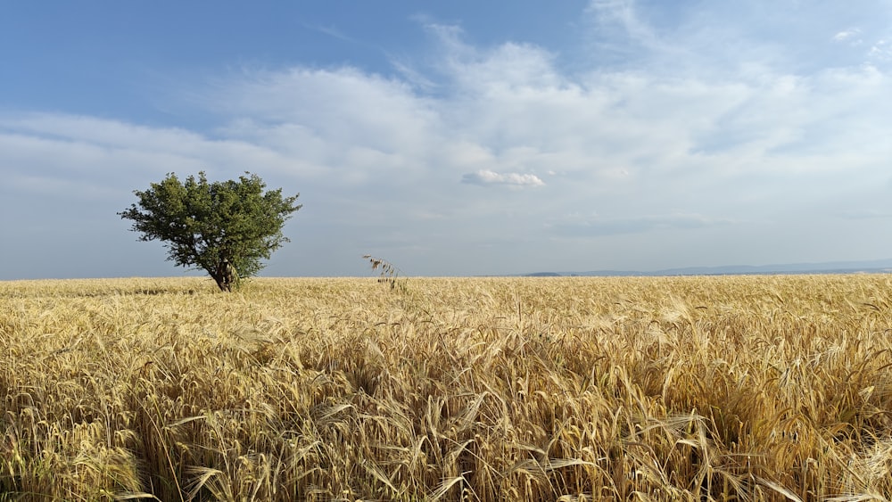 a lone tree in the middle of a wheat field
