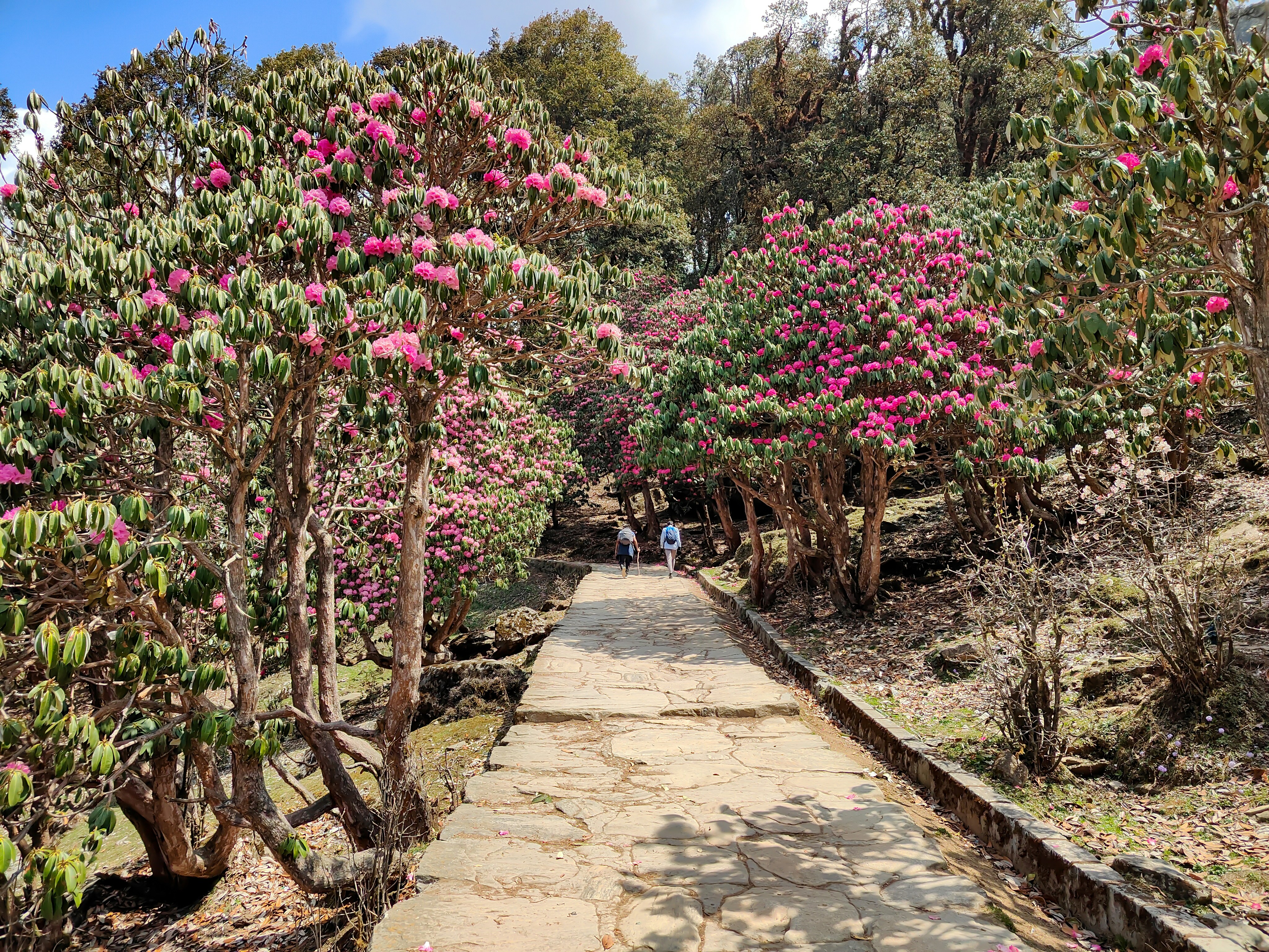a stone path surrounded by trees and flowers