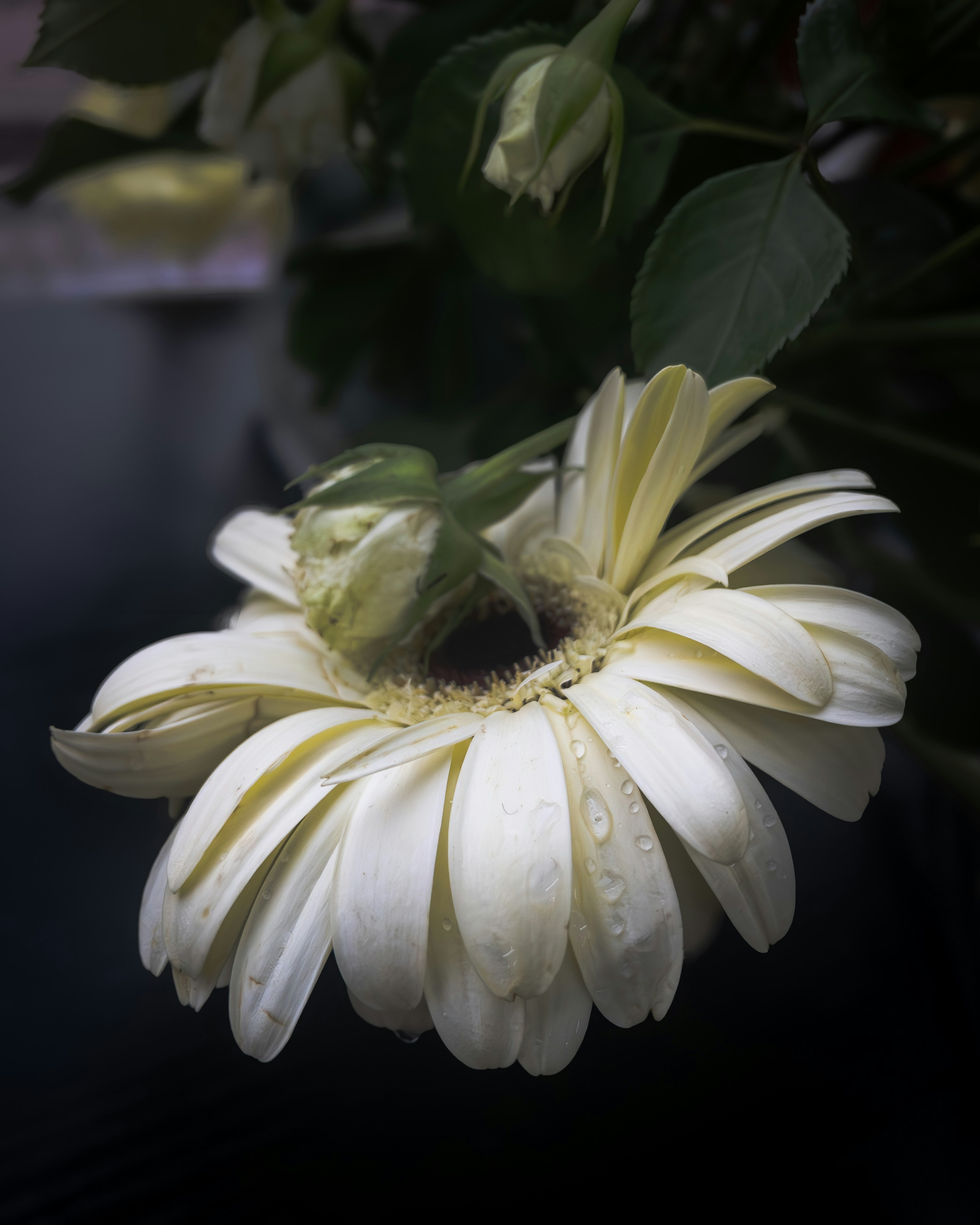 a close up of a white flower with water droplets on it
