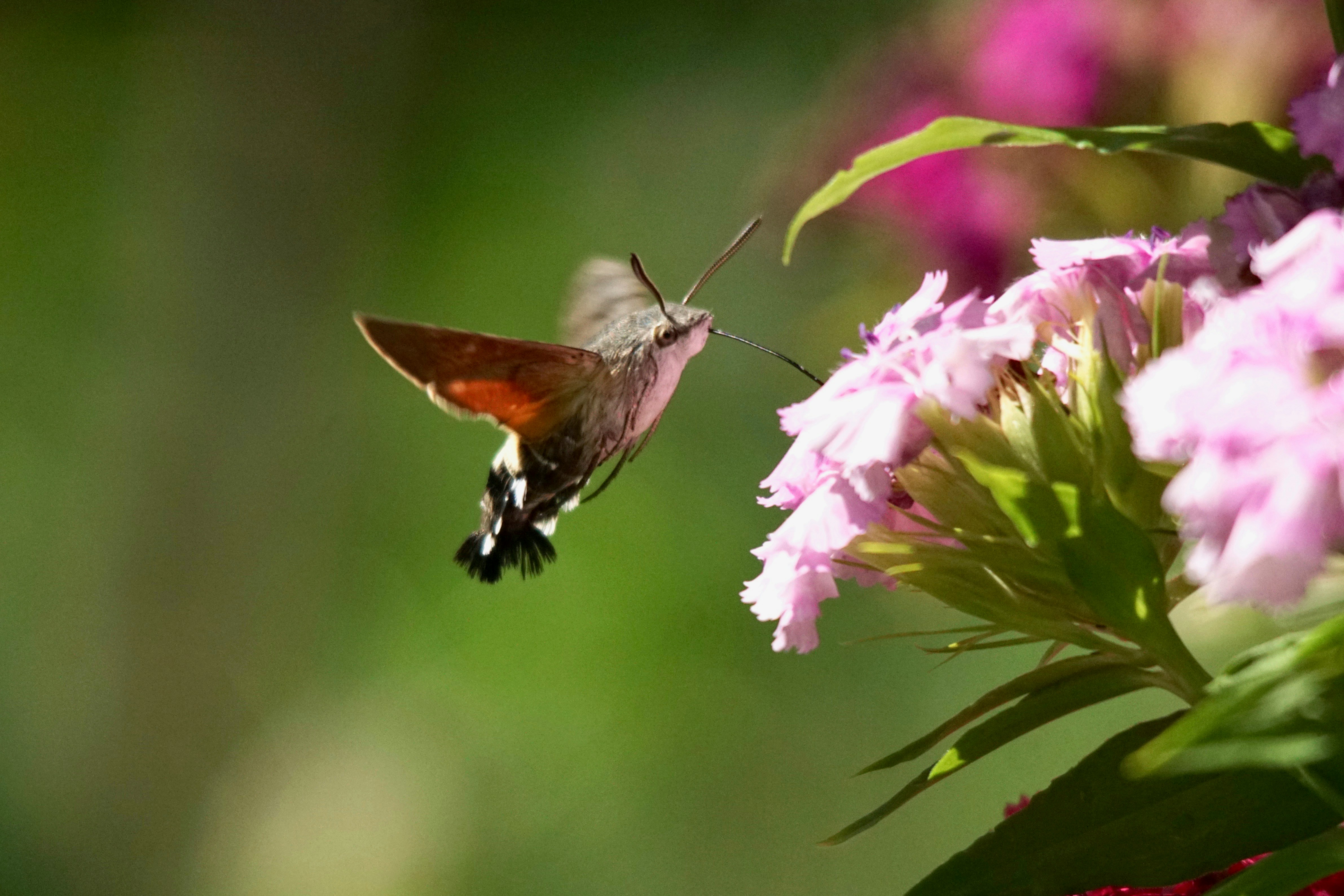 Photo by walterbrunnerfotos