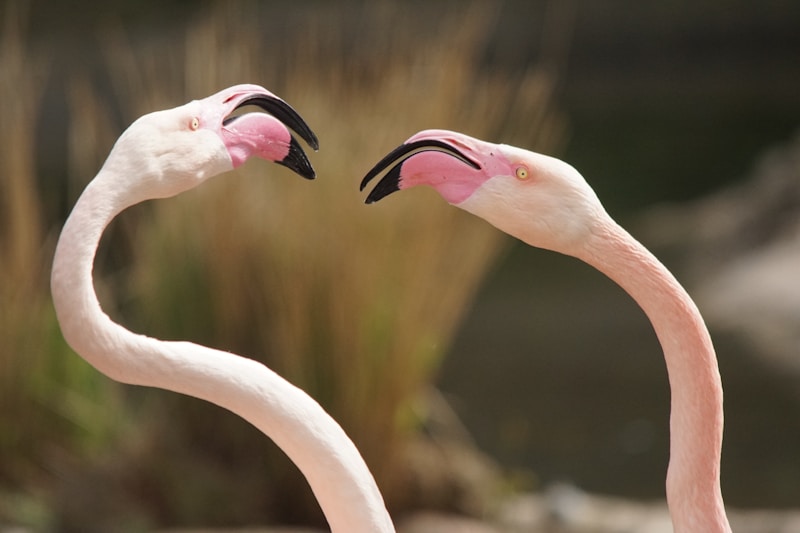 two pink flamingos standing next to each other