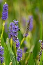 a bunch of flowers that are in the grass