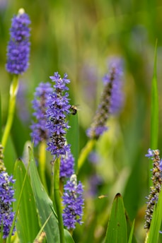 a bunch of flowers that are in the grass