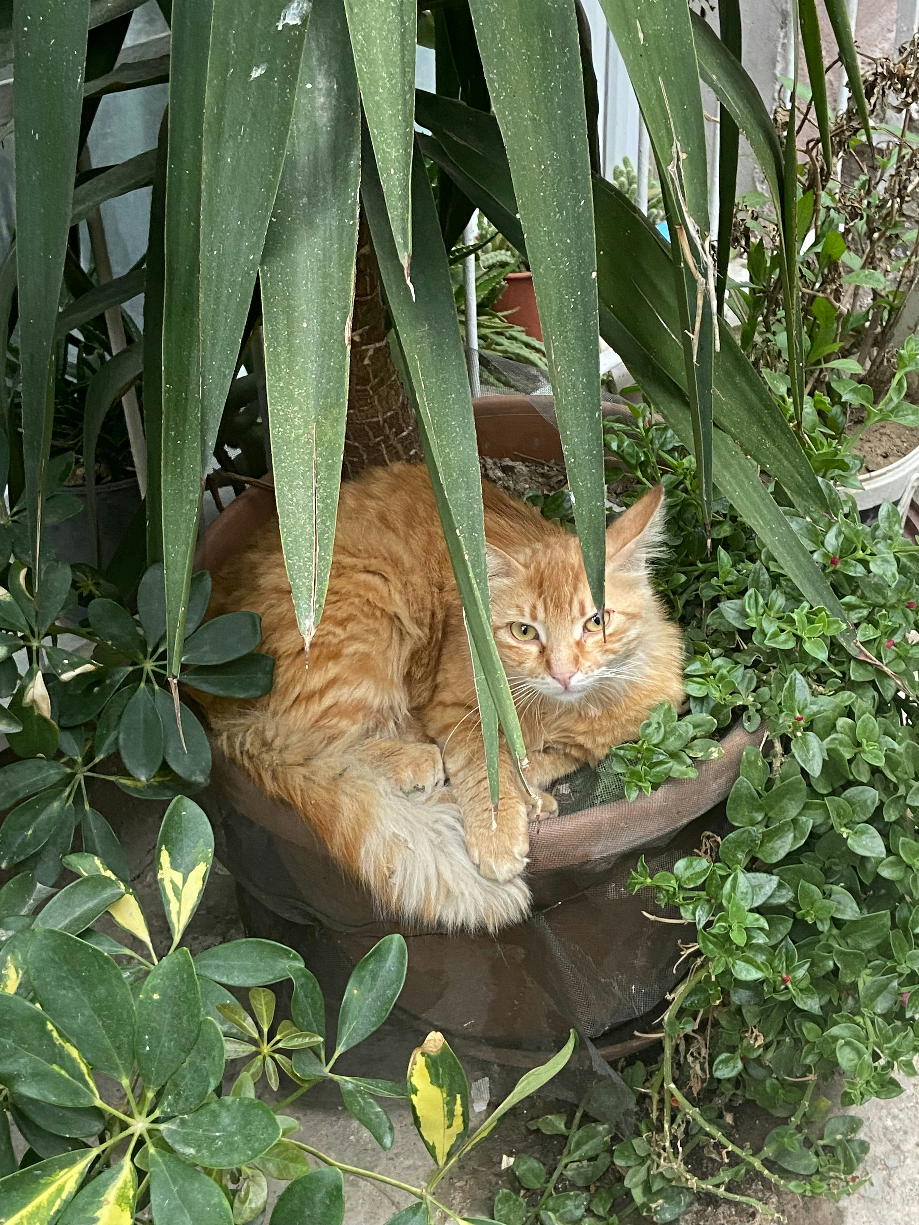 Margays: Waiting in the Treetops (image credits: unsplash)