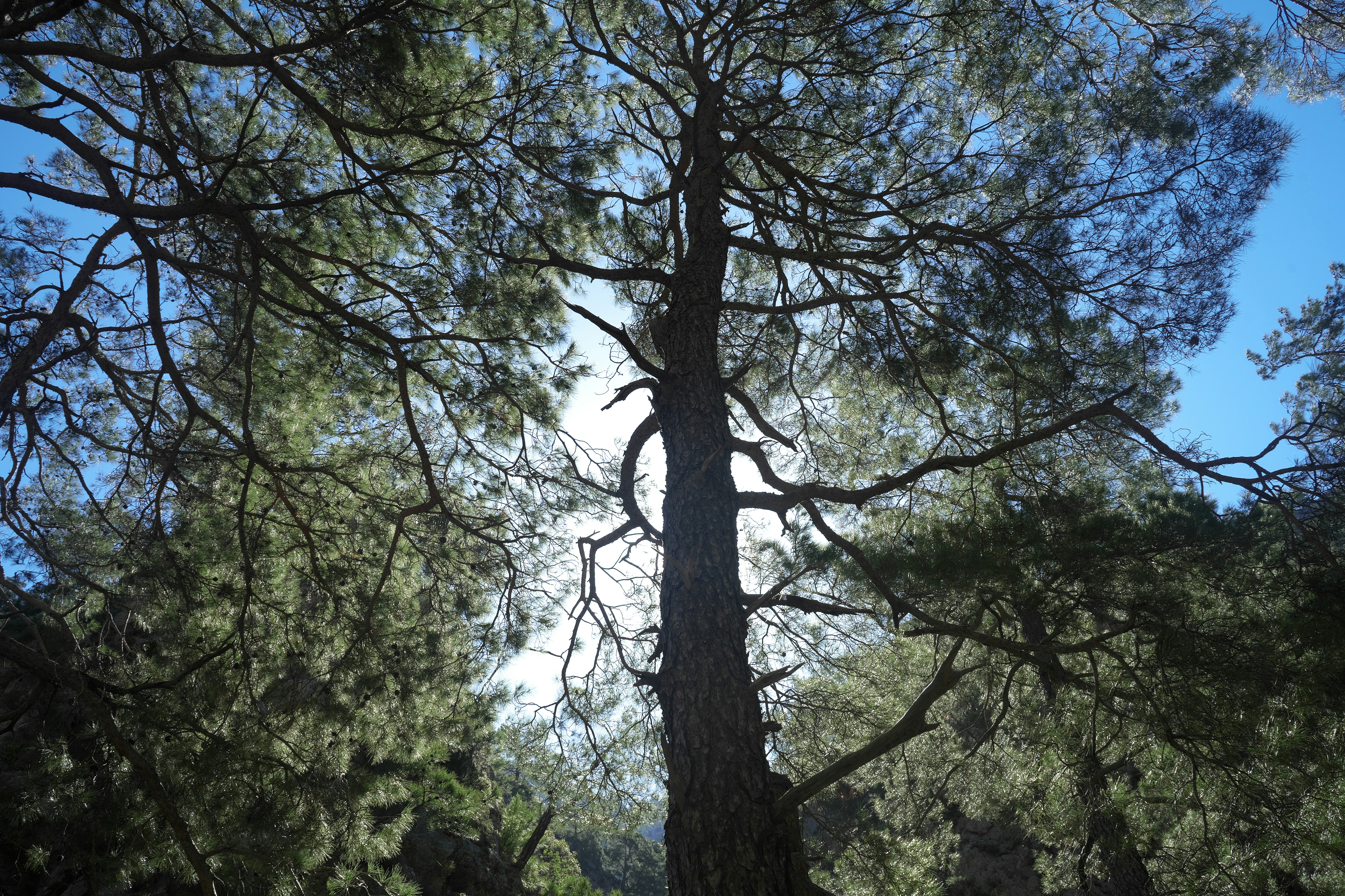 Delight in Traditional Cretan Cuisine