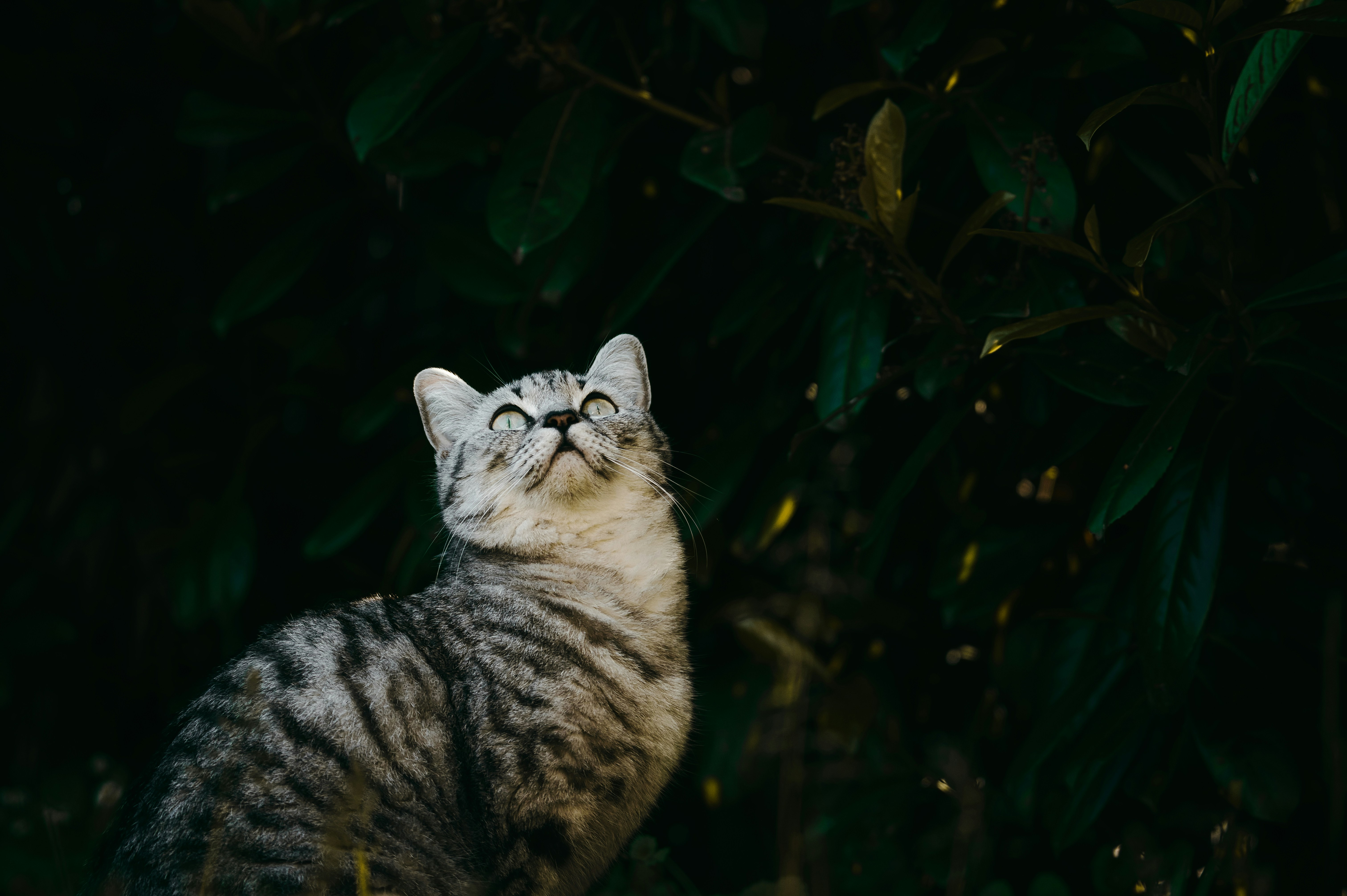 a cat is looking up at the sky