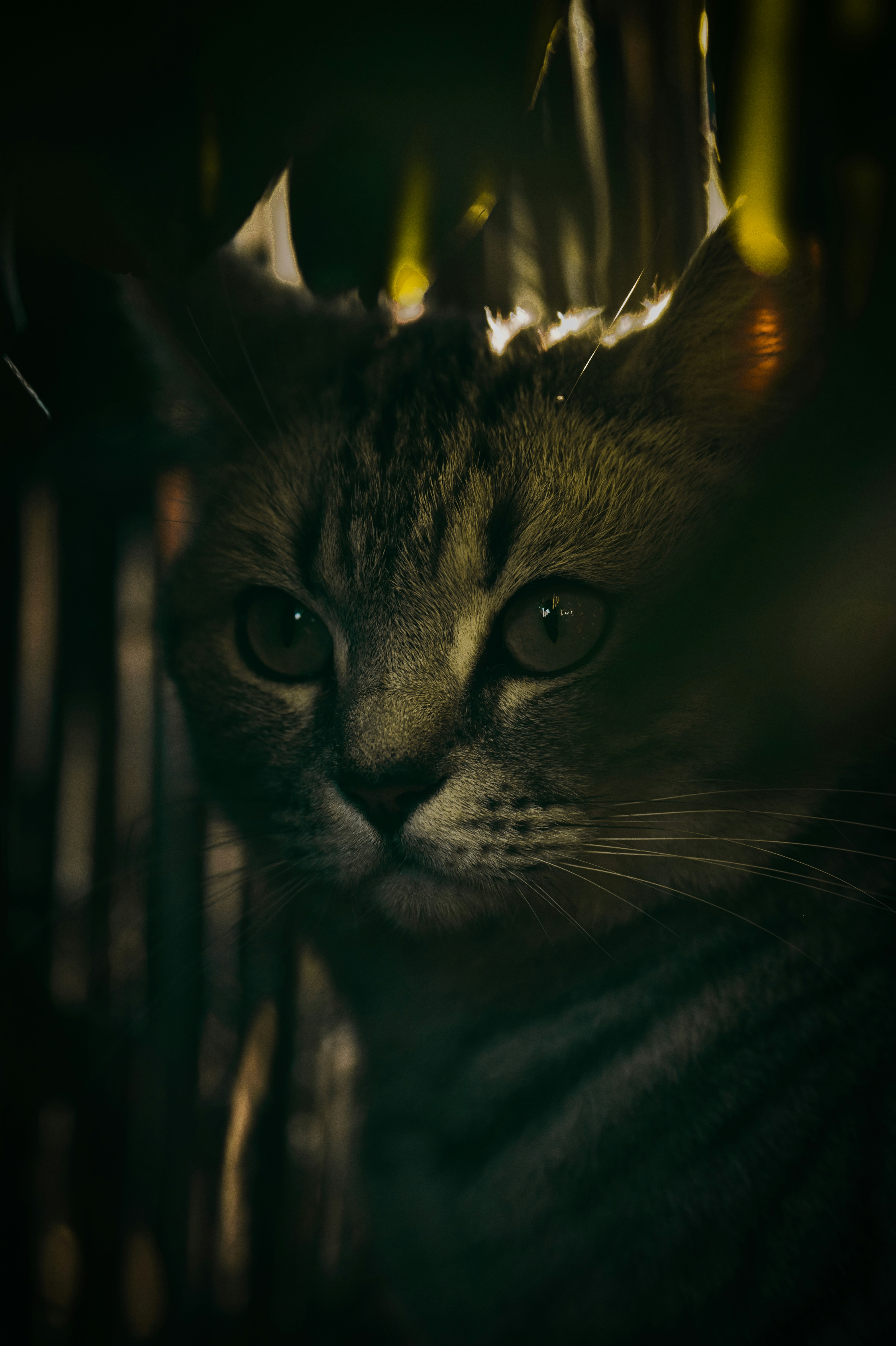 a close up of a cat with a blurry background
