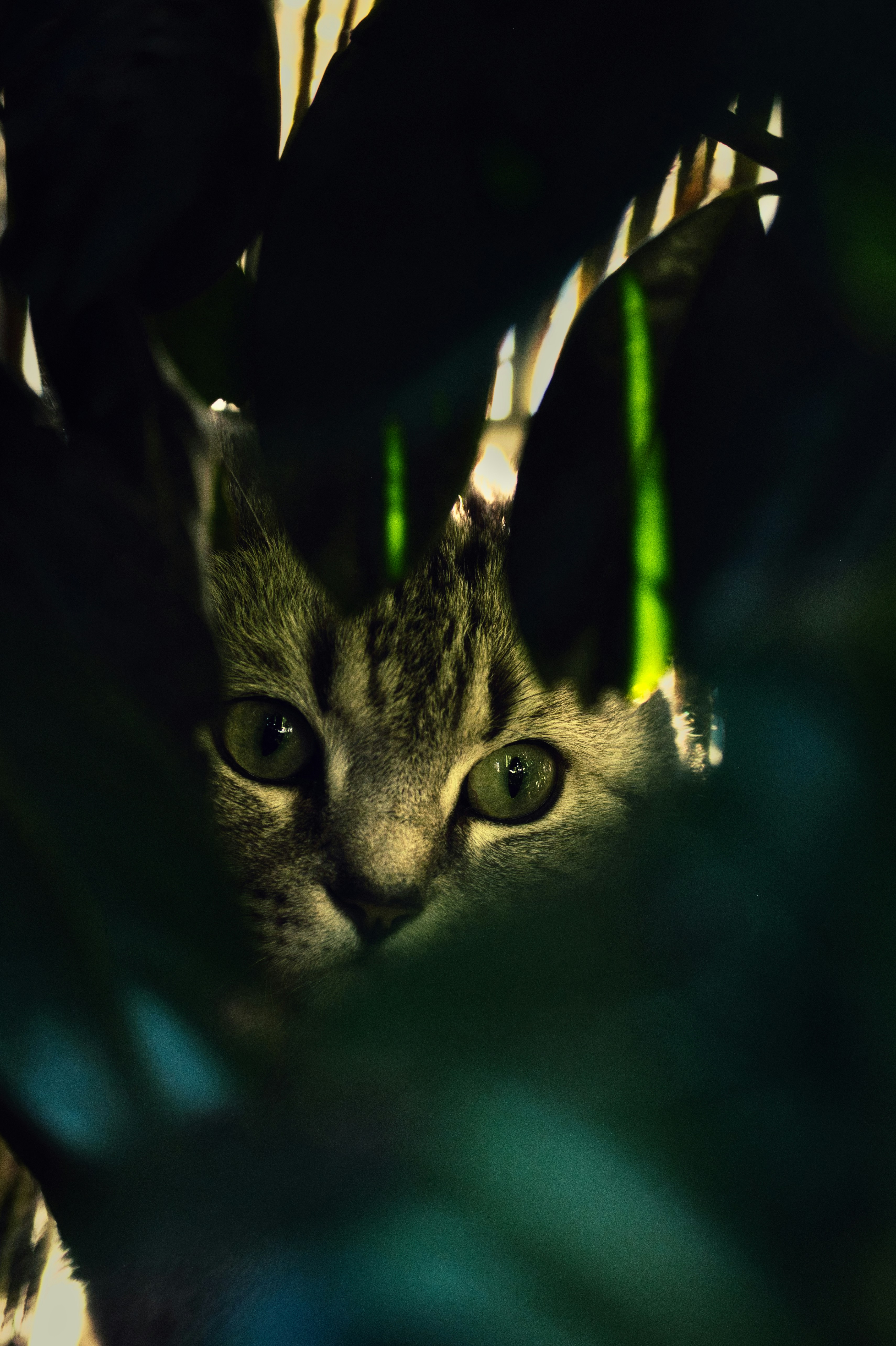 a close up of a cat with green eyes