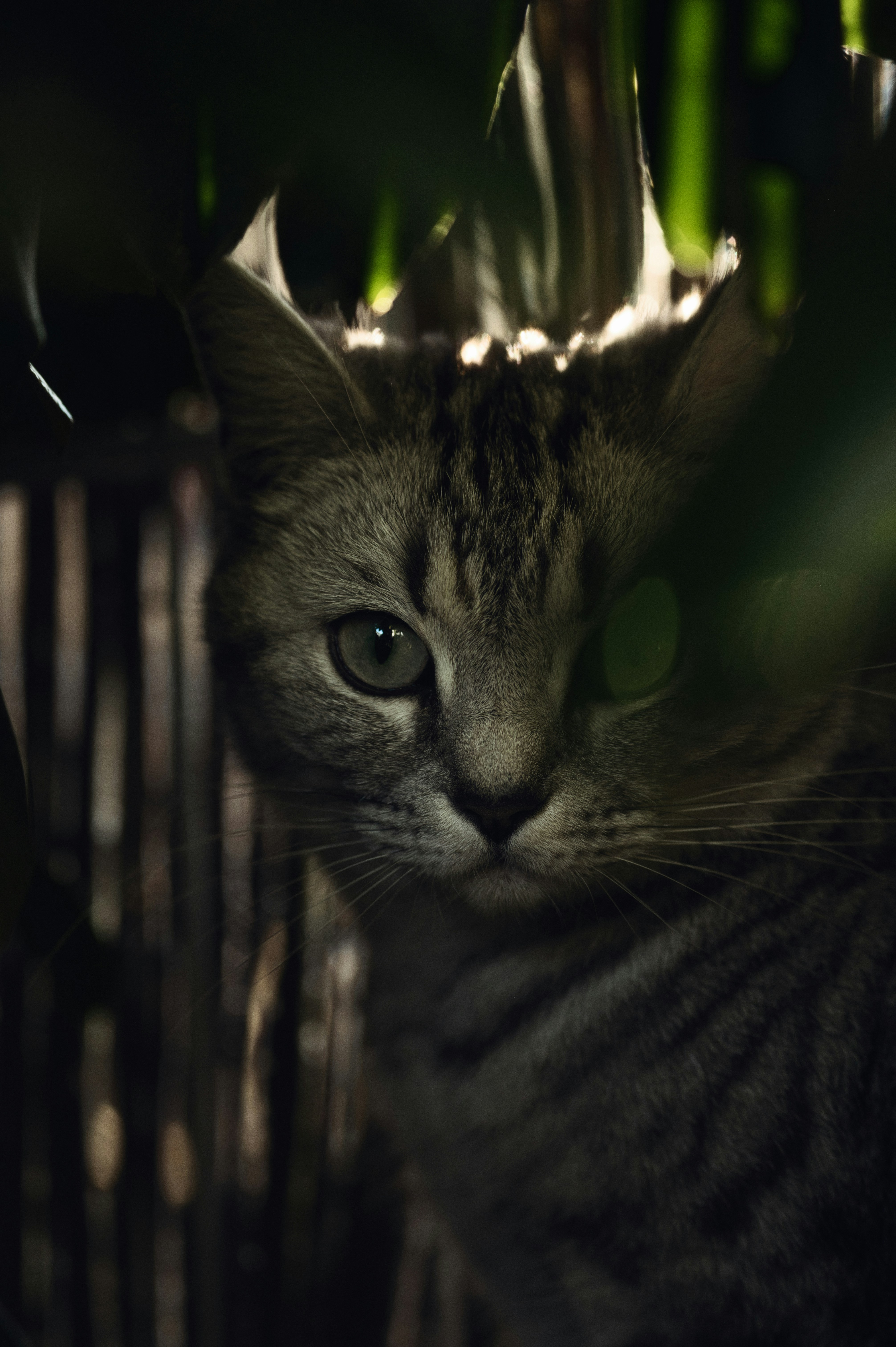 a close up of a cat near a plant