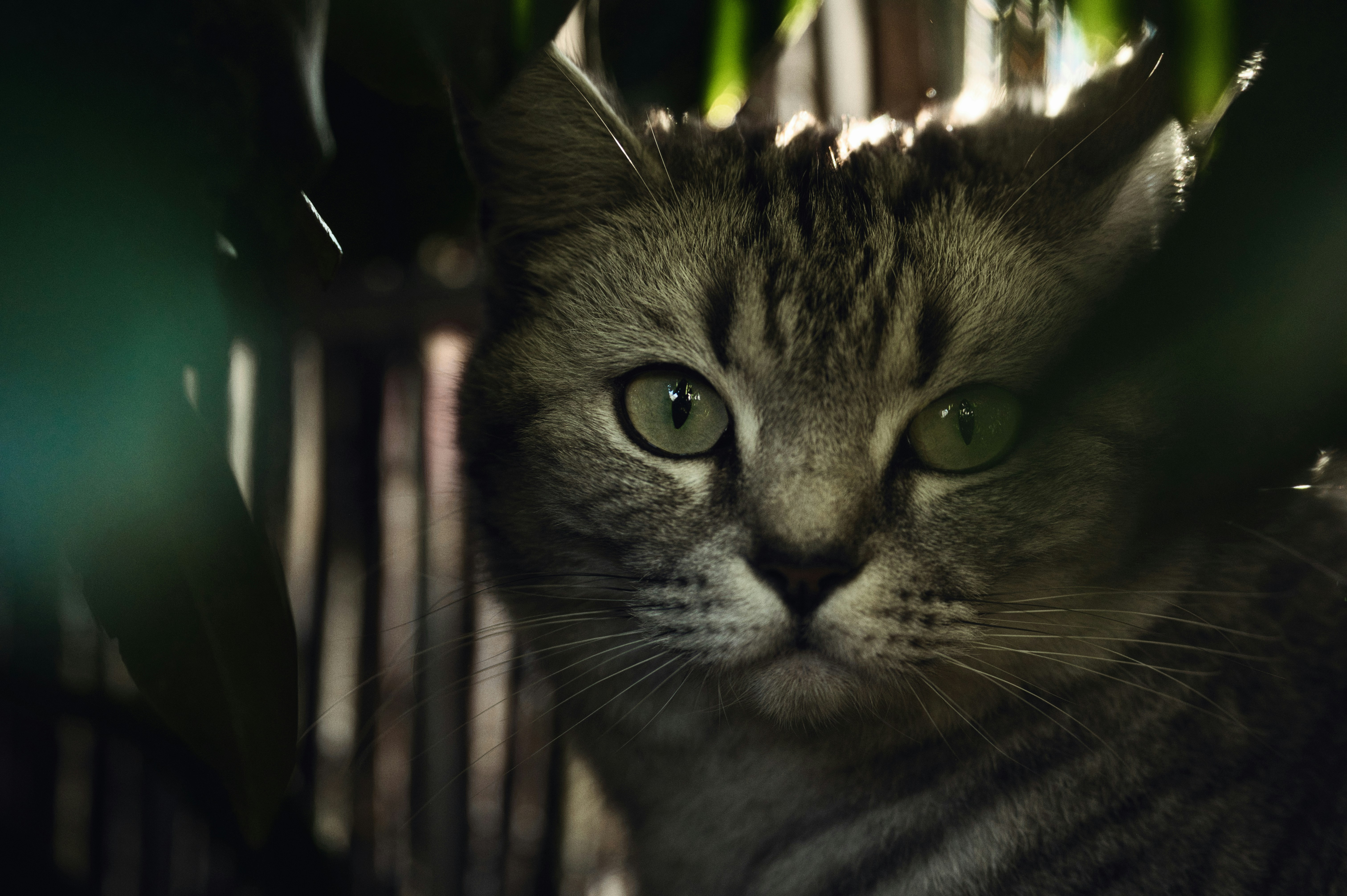 a close up of a cat near a plant