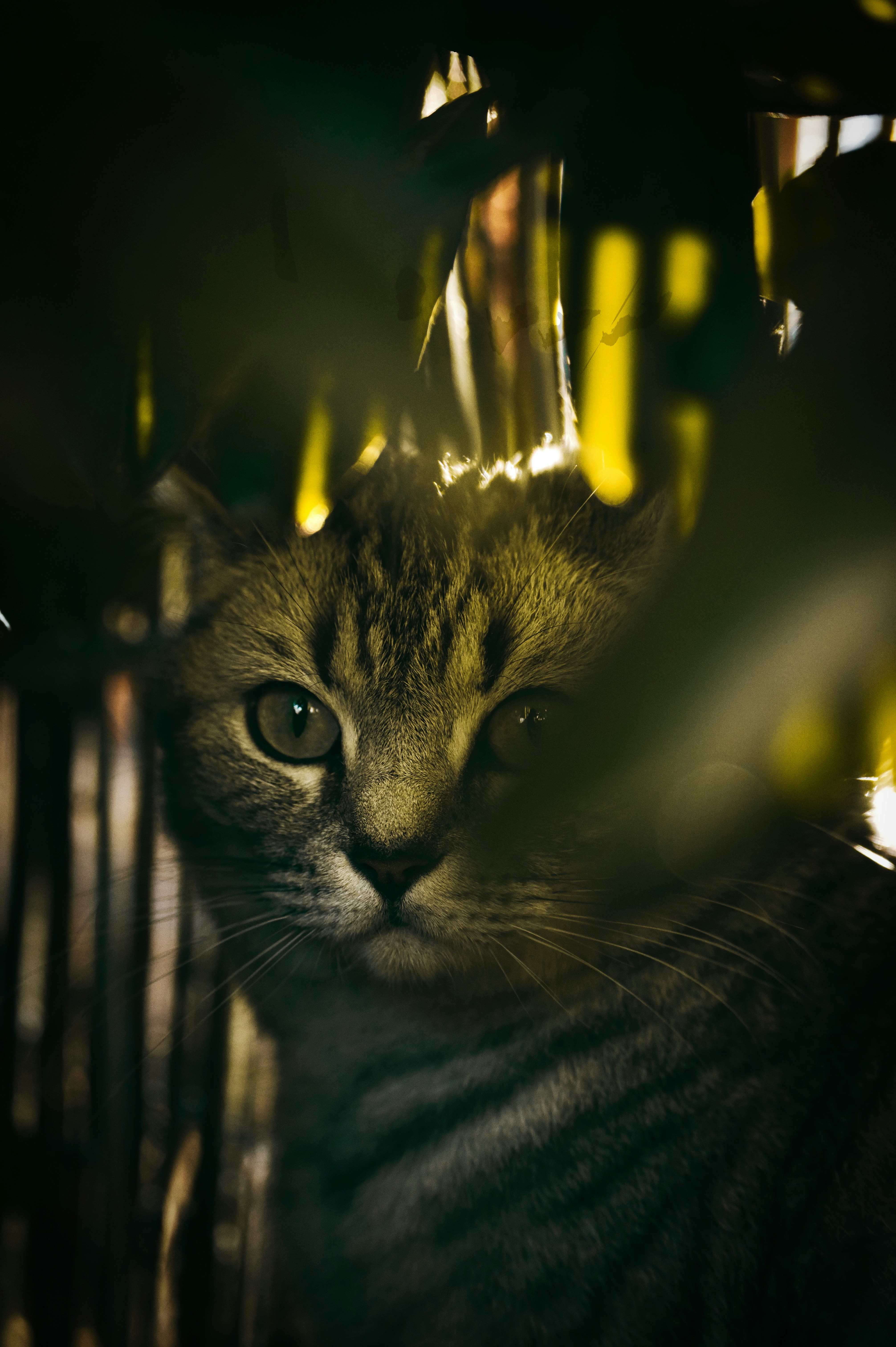 a close up of a cat with a blurry background