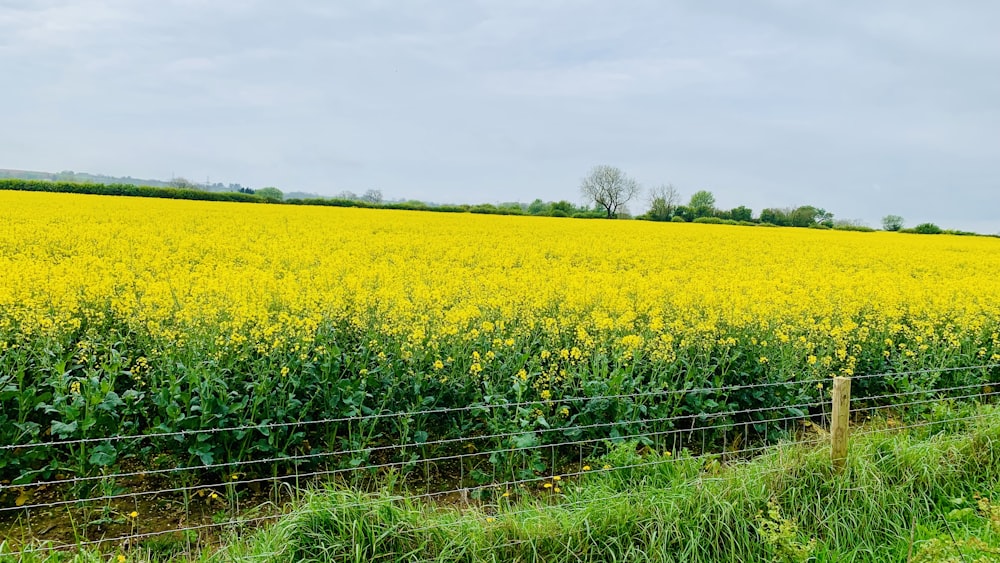 a field of yellow flowers next to a wire fence