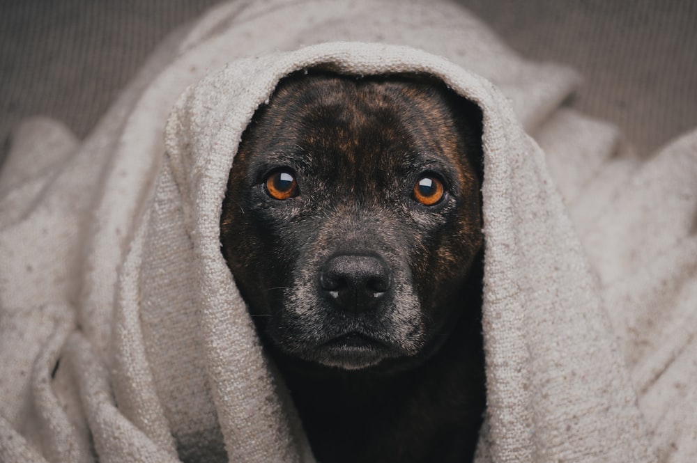 a dog wrapped in a blanket looking at the camera
