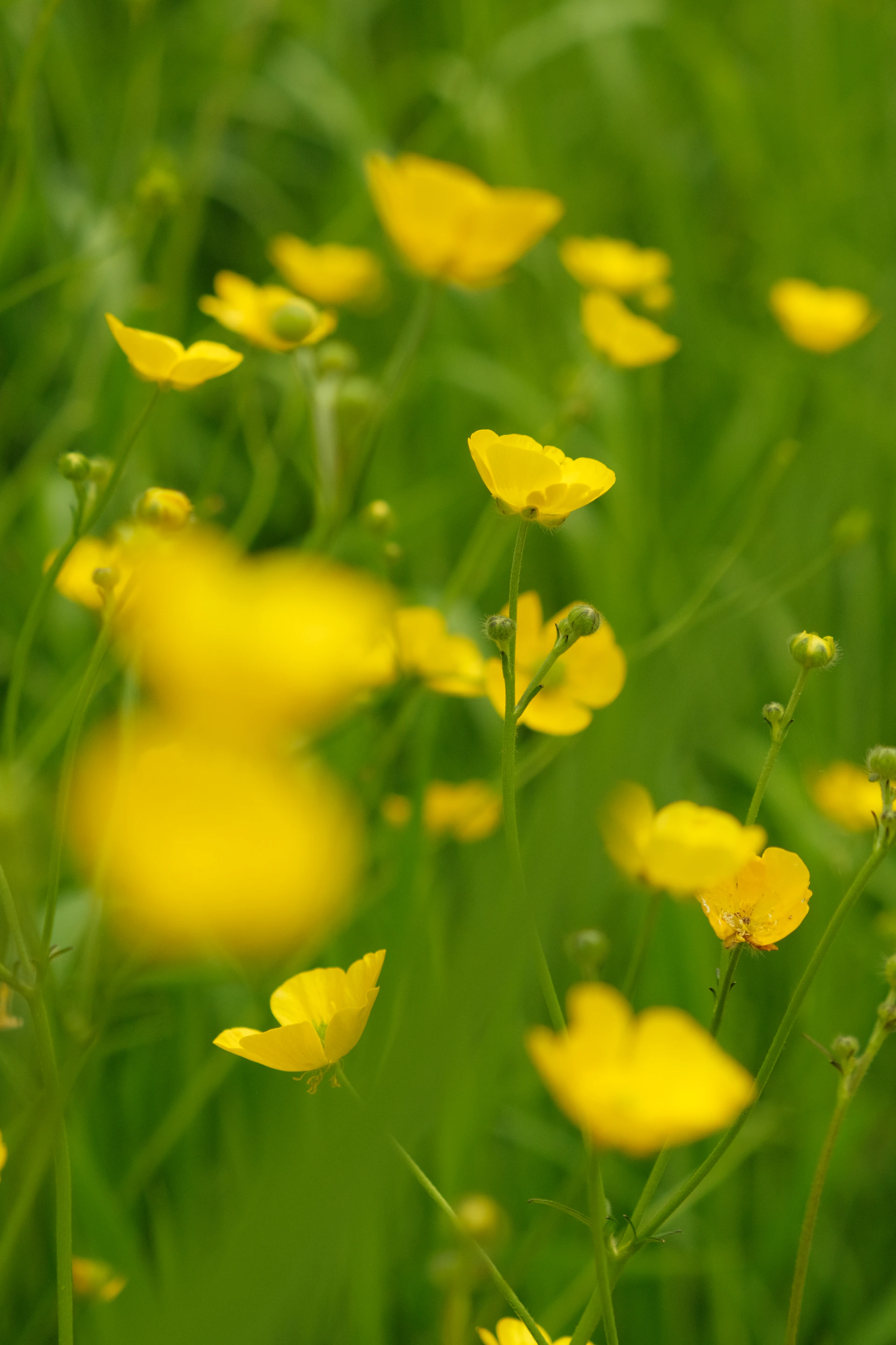 a bunch of yellow flowers in a field