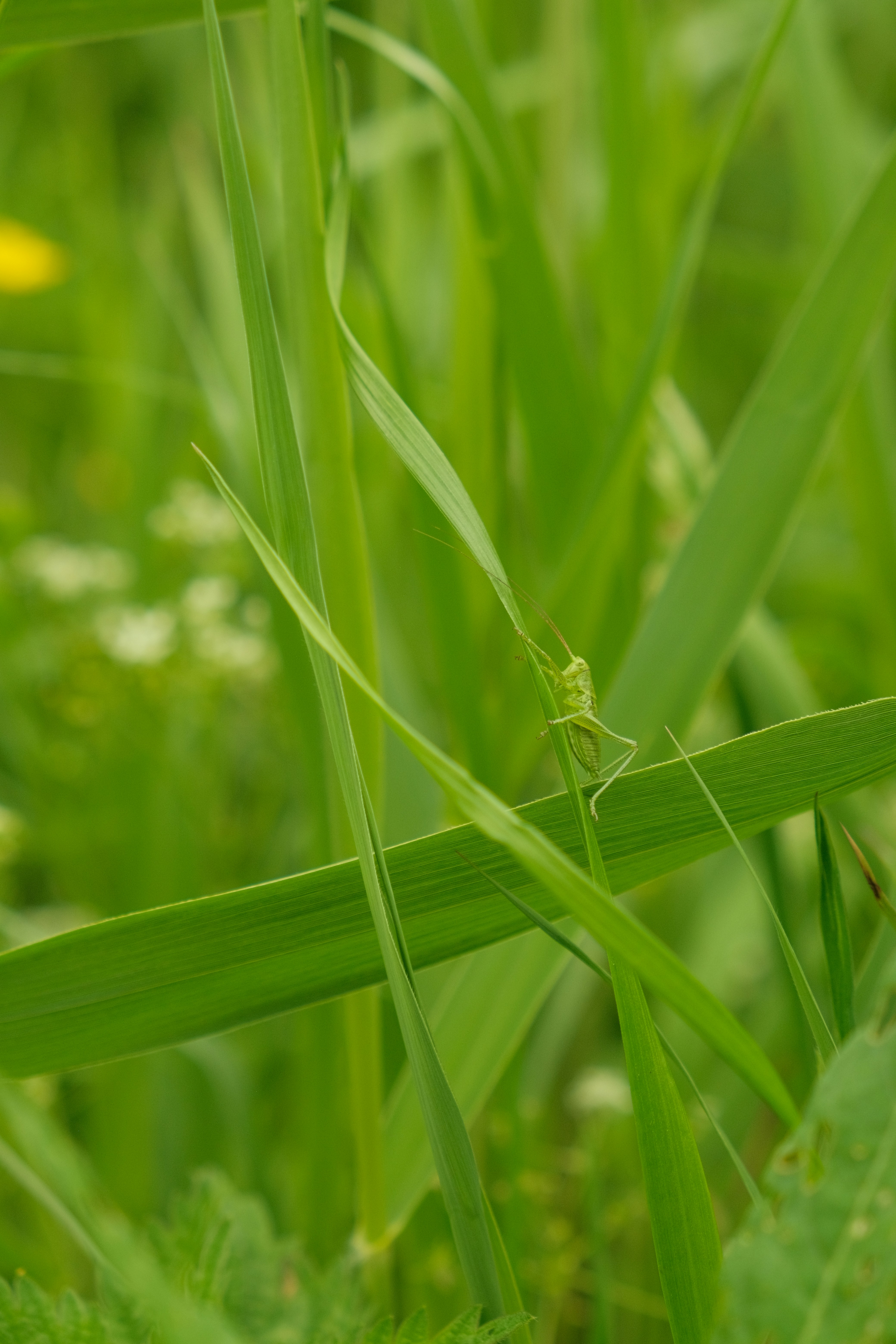 Photo by kyantijhuis