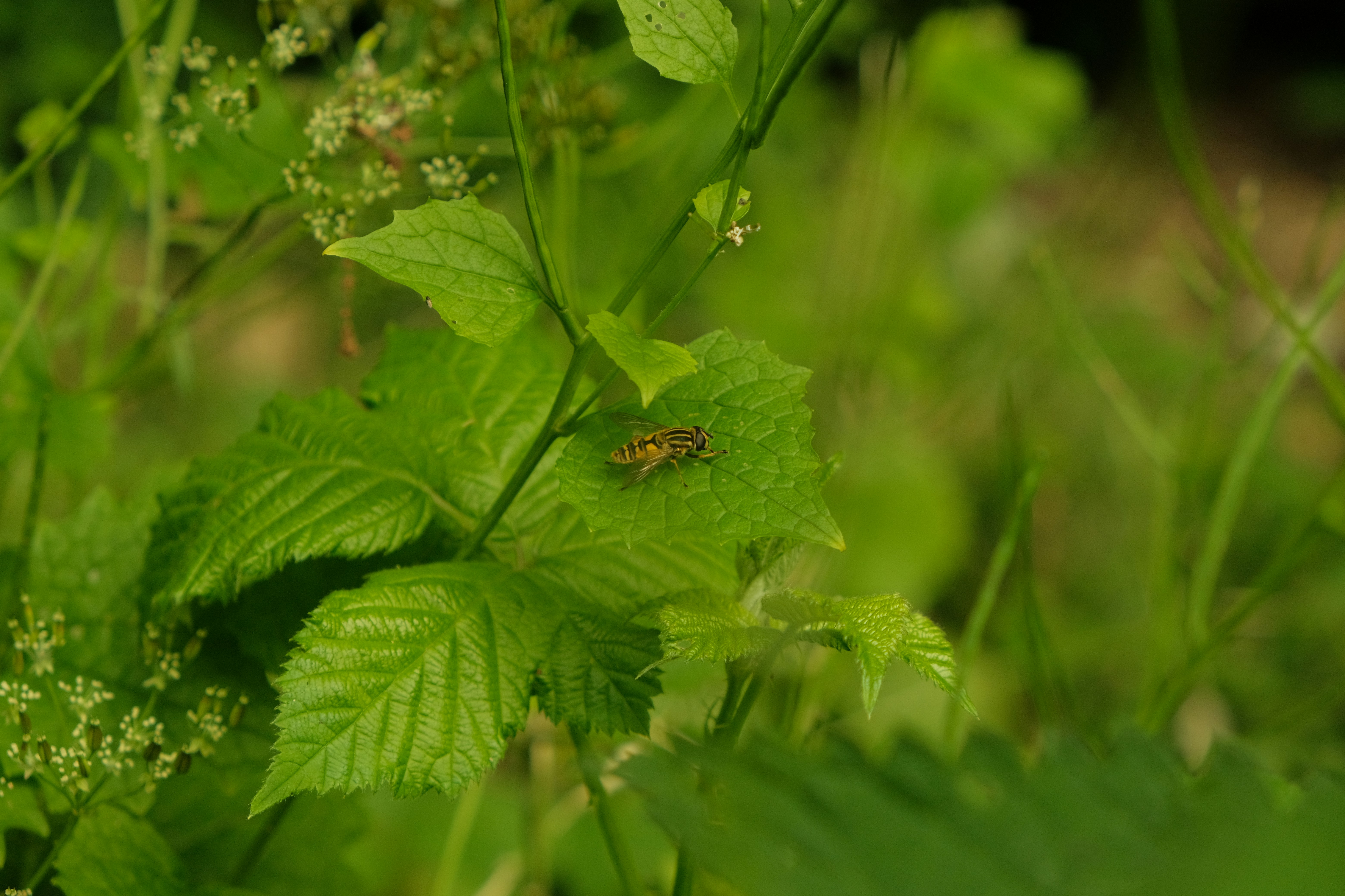 Photo by kyantijhuis