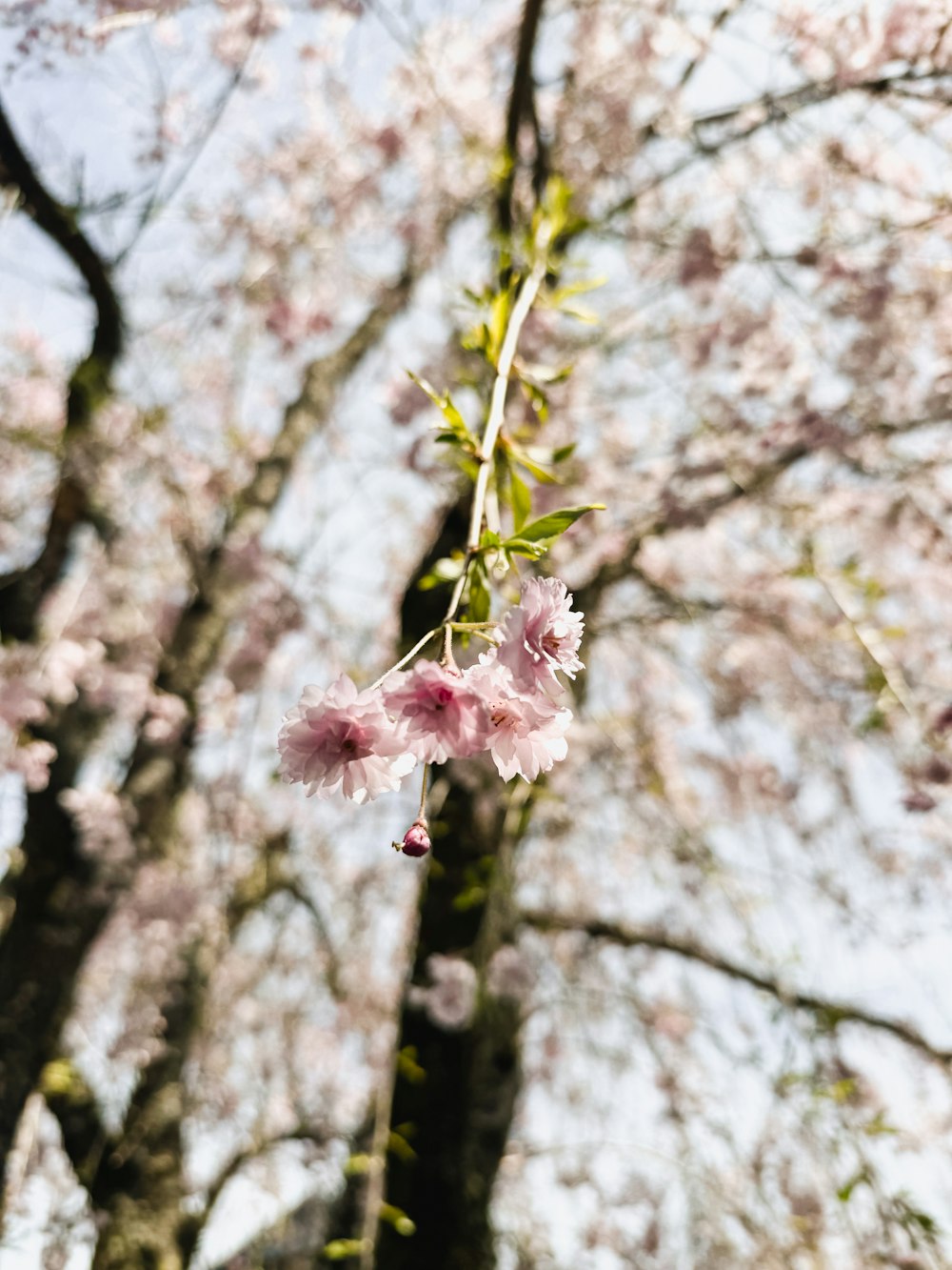 a pink flower is hanging from a tree