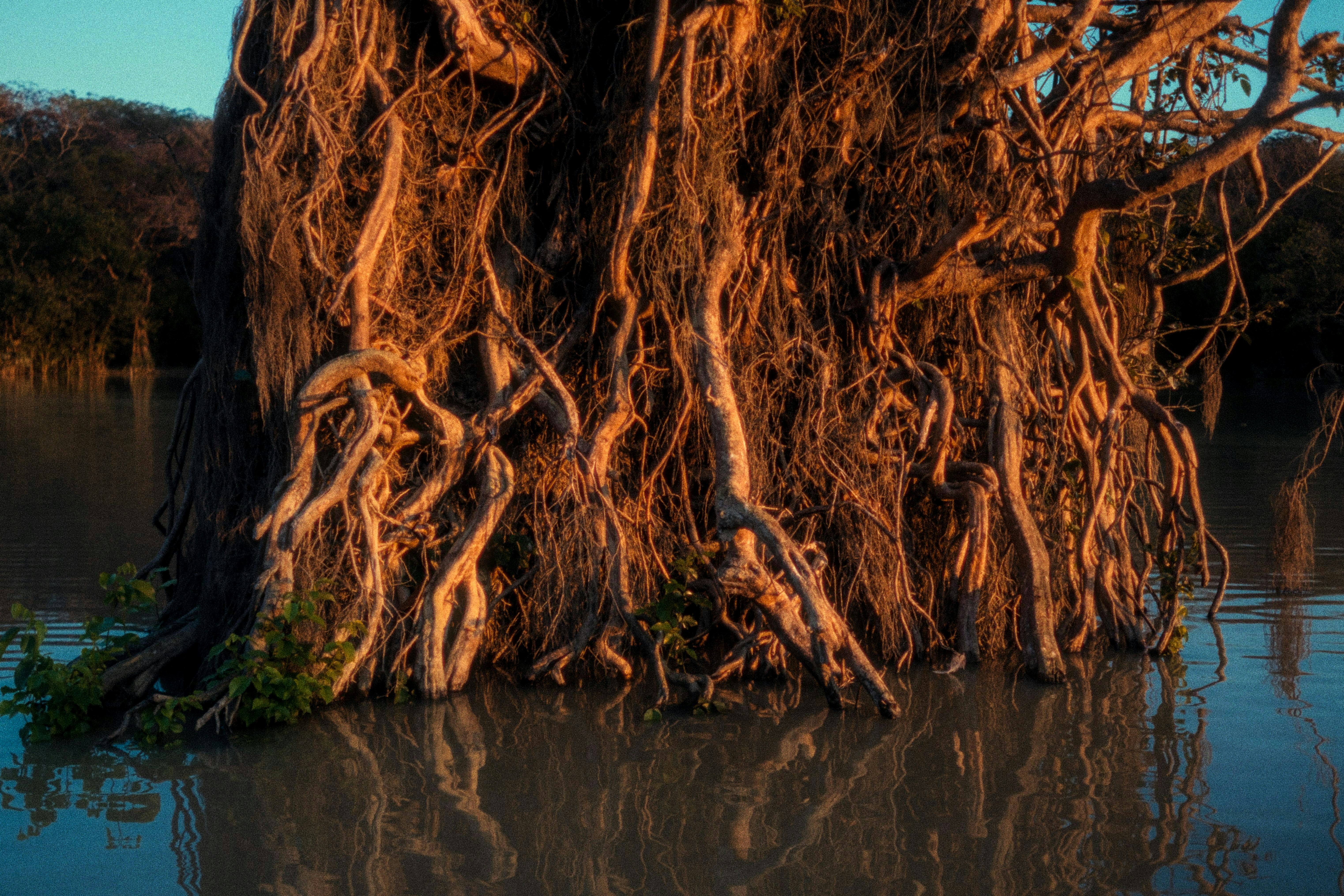a tree that has grown out of the water