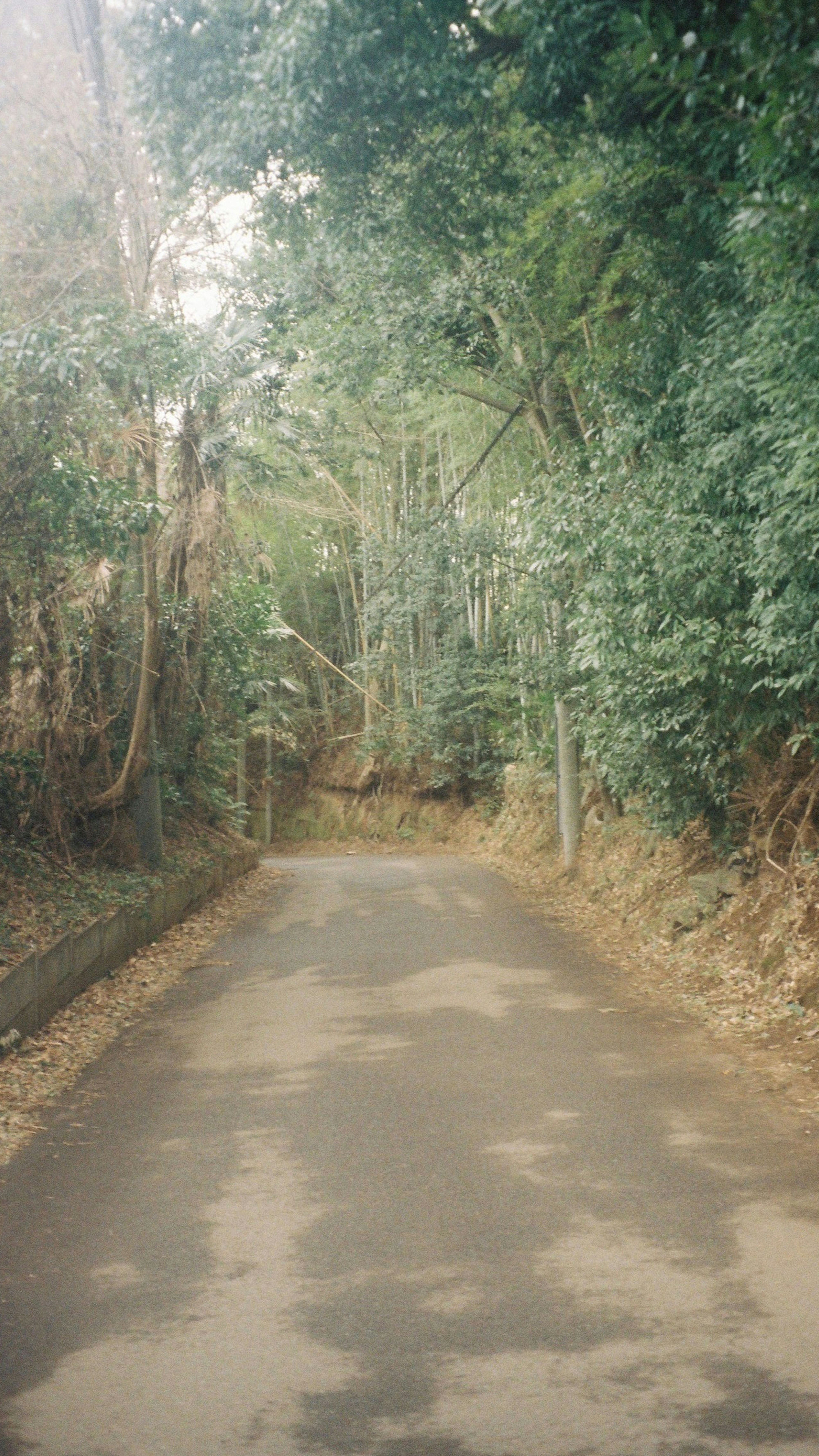 an empty road surrounded by trees and bushes