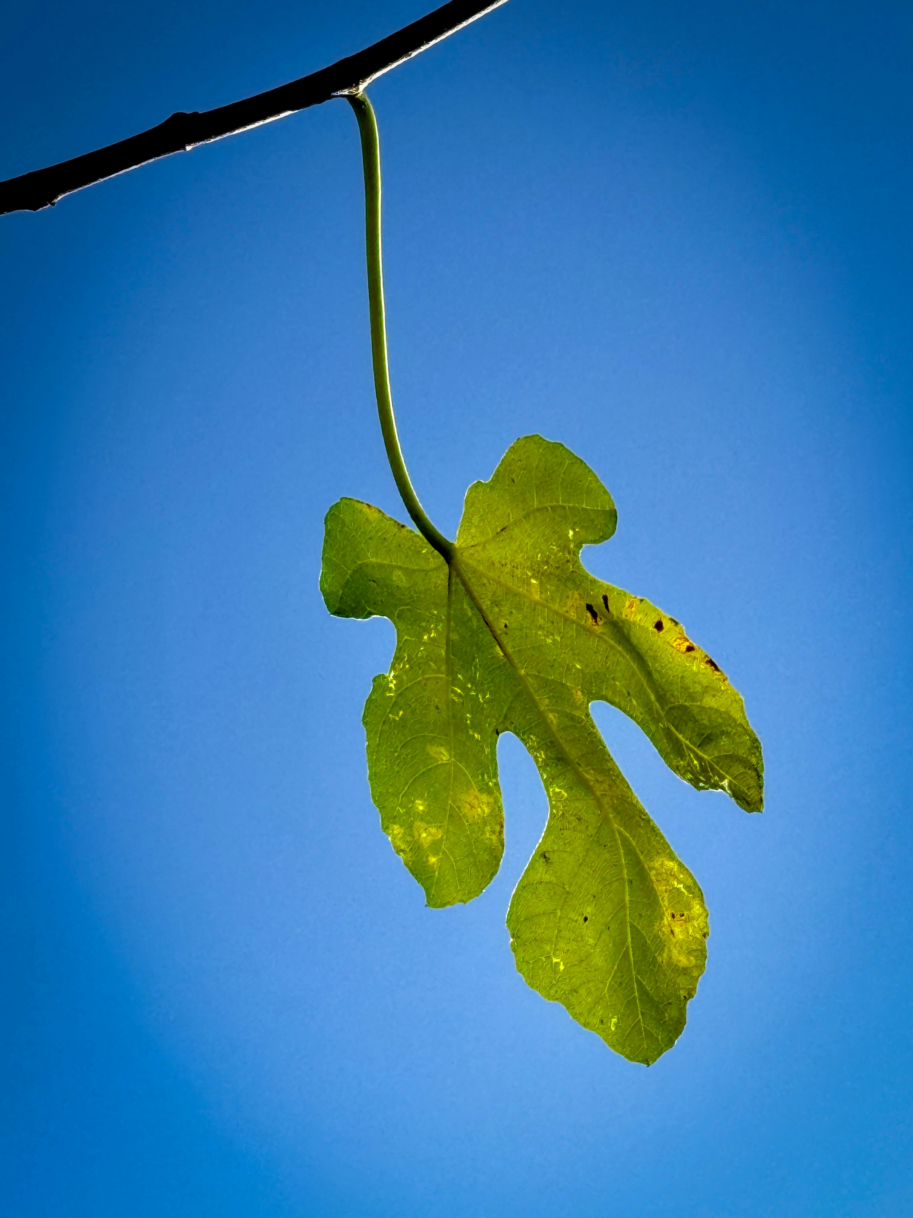 a green leaf hanging from a tree branch