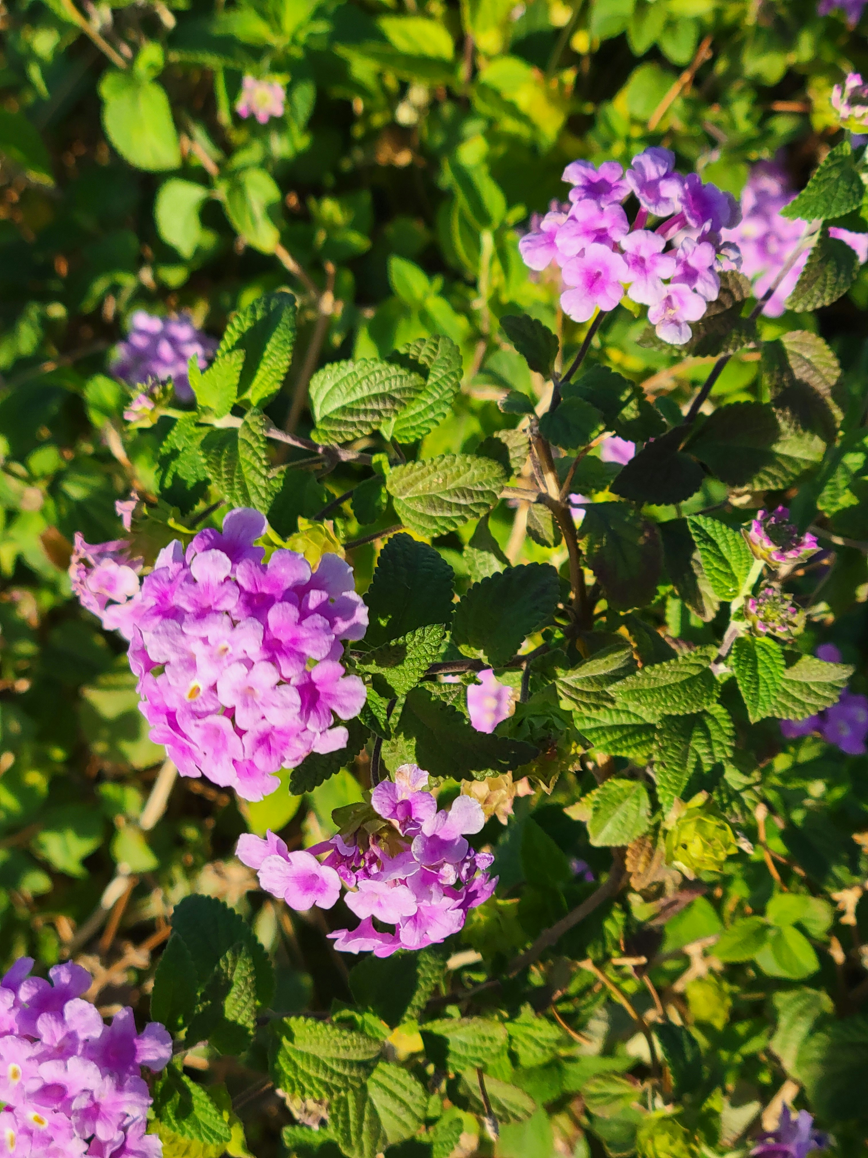 Photo by haripriya_k