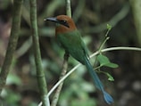 a colorful bird perched on a tree branch