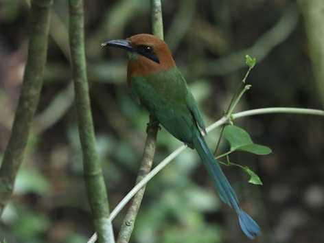 a colorful bird perched on a tree branch