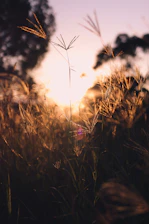 the sun is setting over a field of tall grass