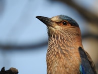 a close up of a bird on a tree branch