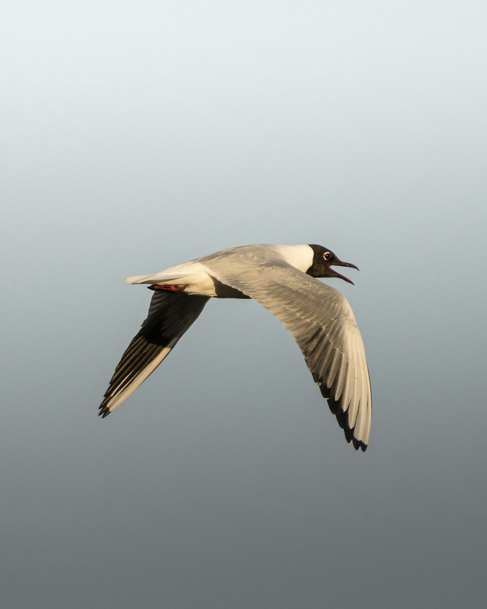 a white and black bird flying in the sky