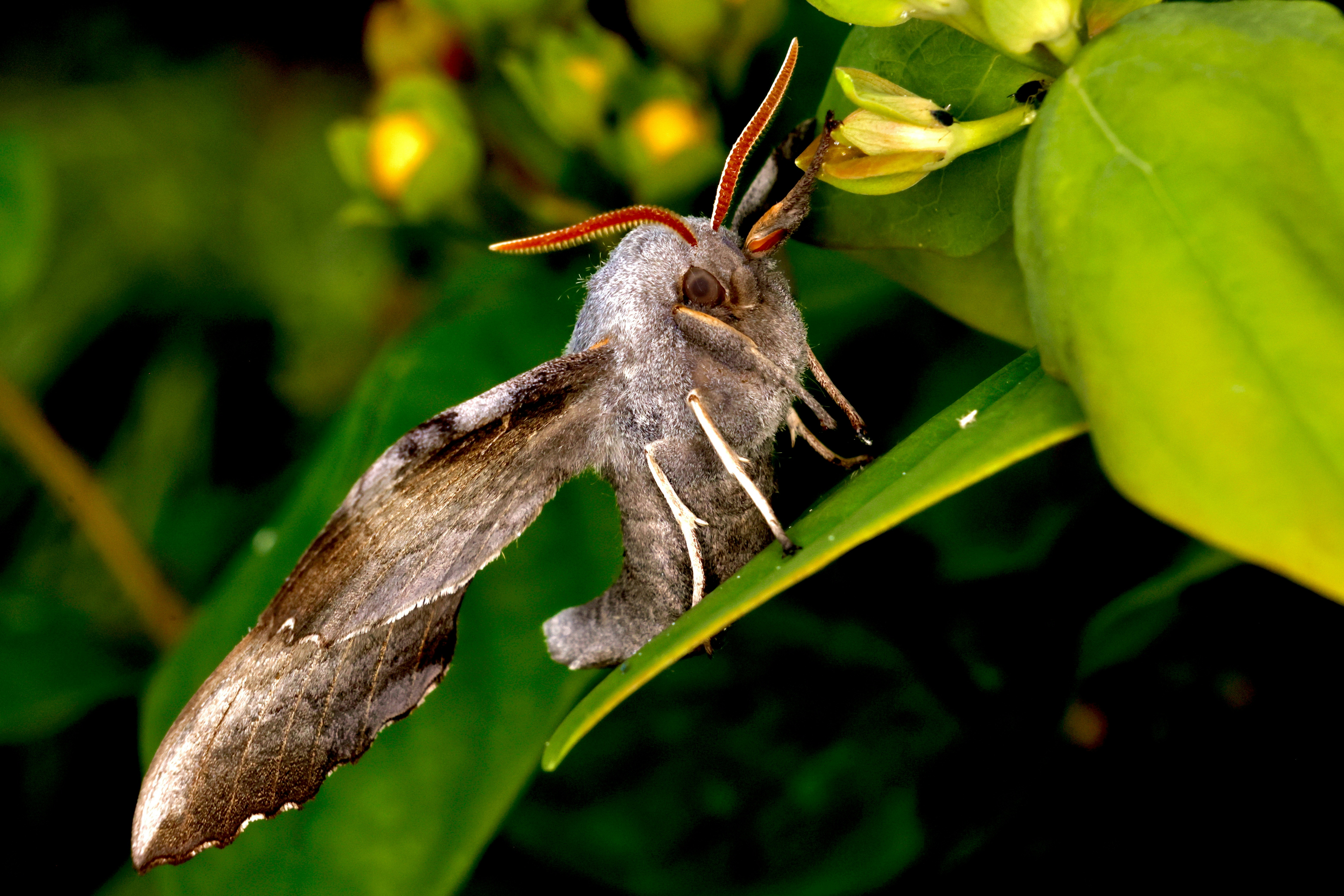 Nocturnal Pollinators: A Dance Under the Moon (image credits: unsplash)