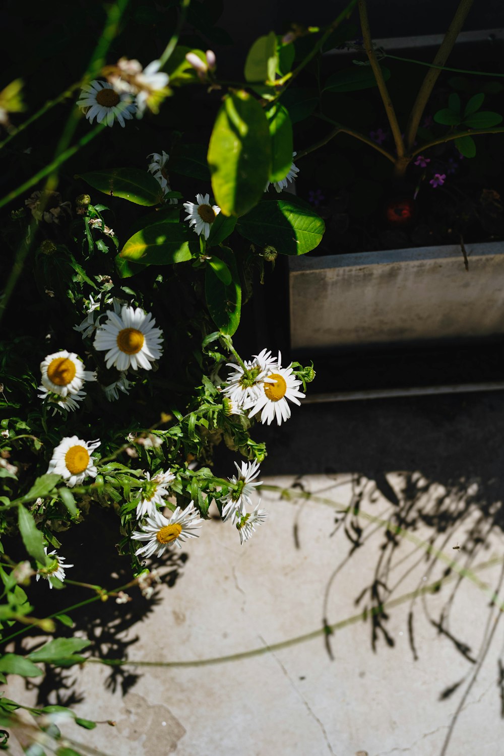 a bunch of daisies are growing in a planter
