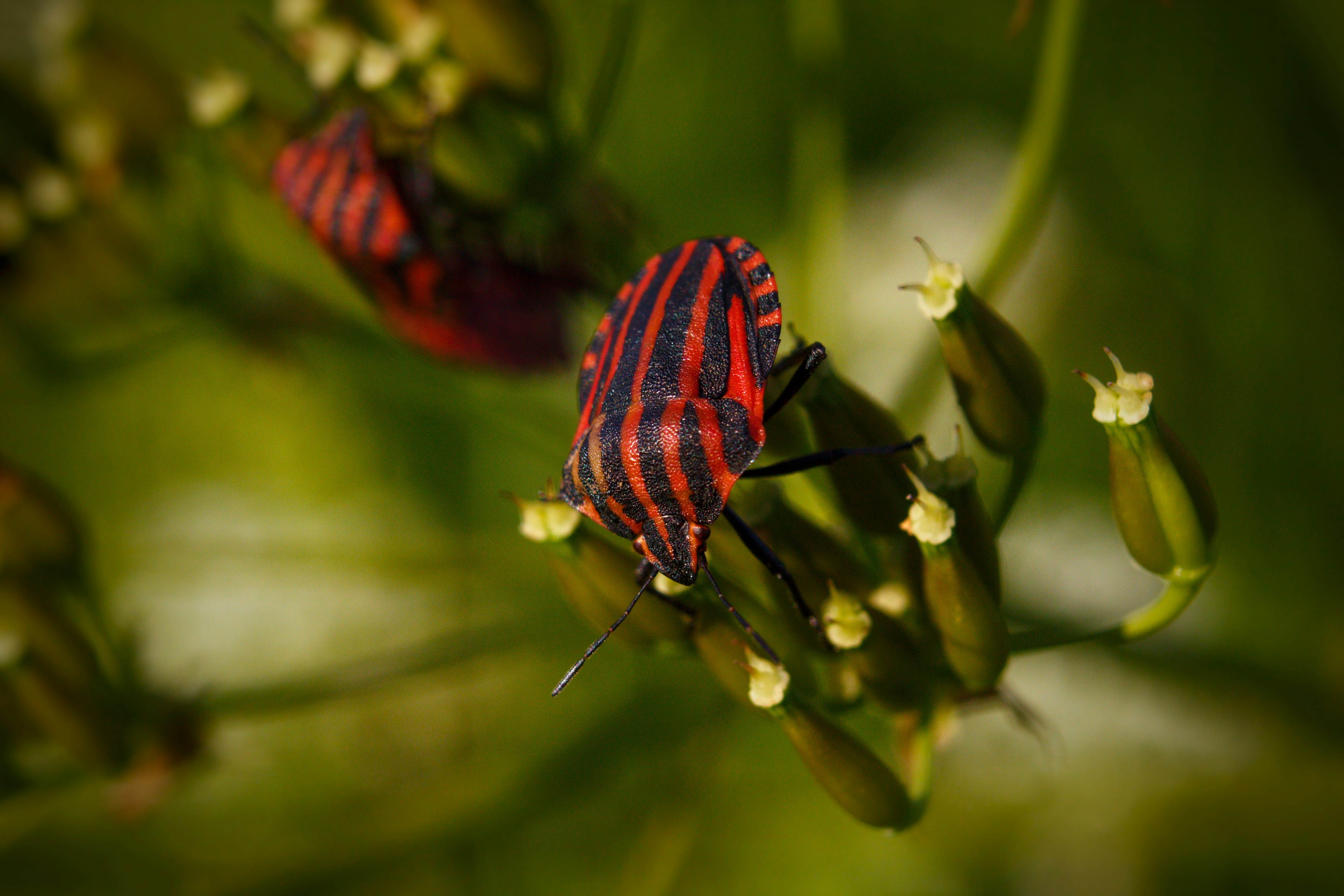 A close up of a red and black bug on a plant photo – Free Wallpaper ...