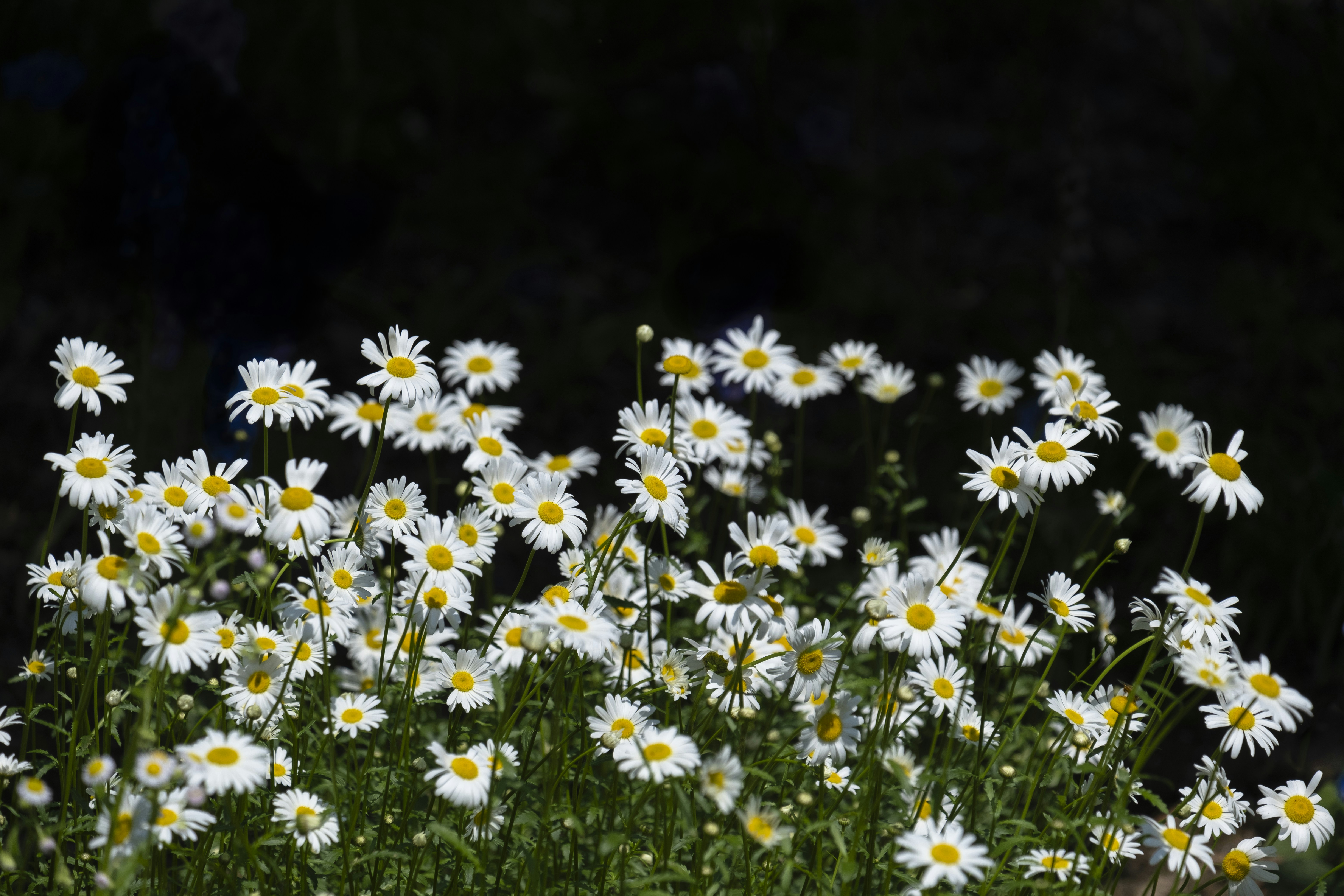 Photo by wenhao_ruan