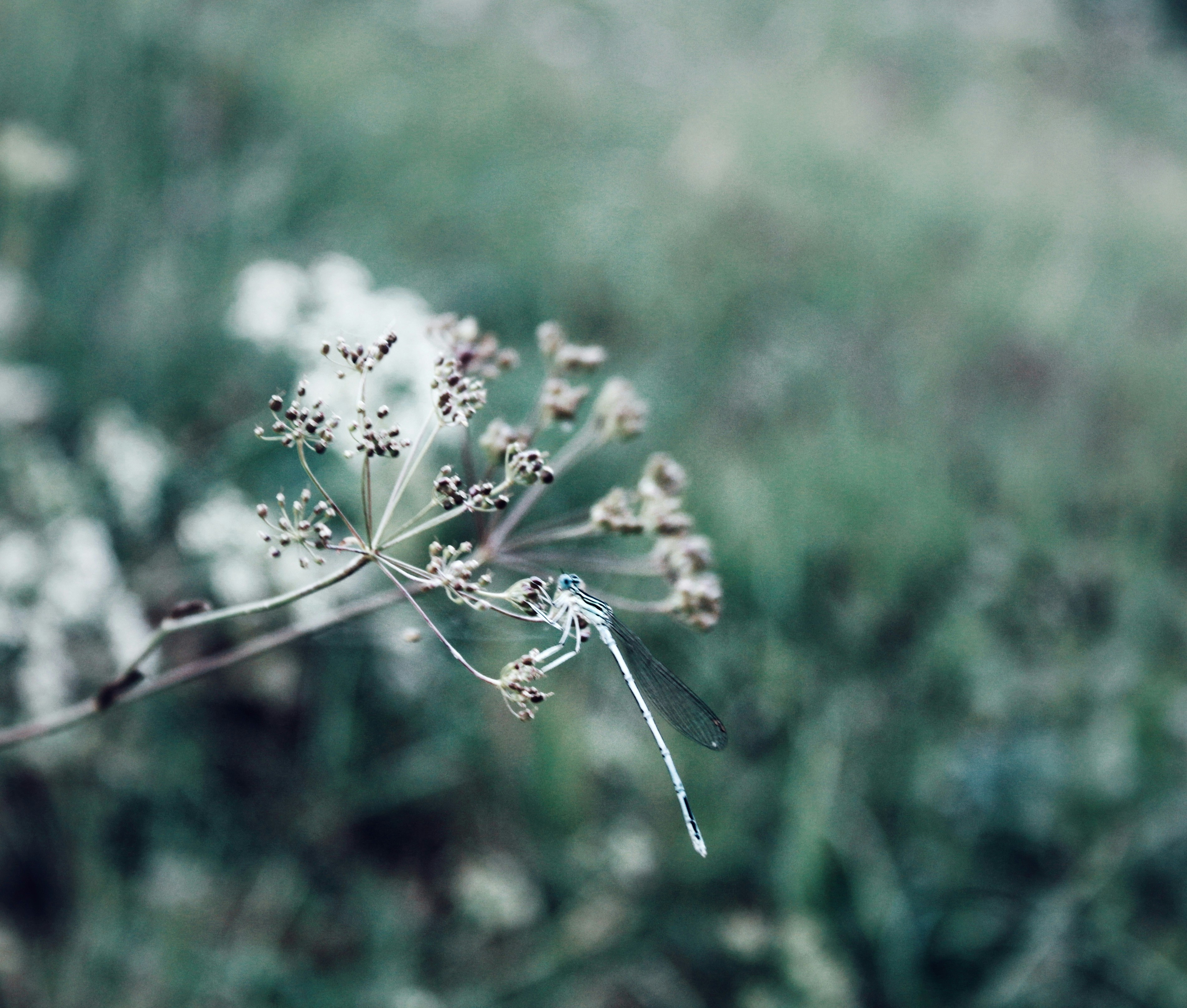 a close up of a flower with a blurry background