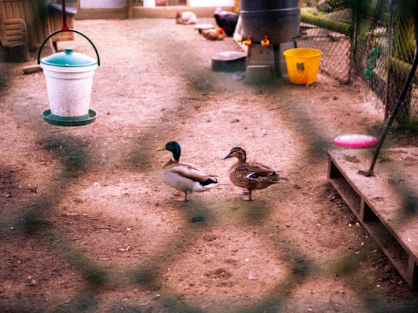 Ducks on the farm field