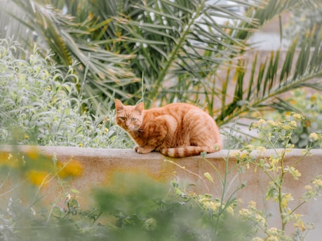 an orange cat sitting on top of a cement wall