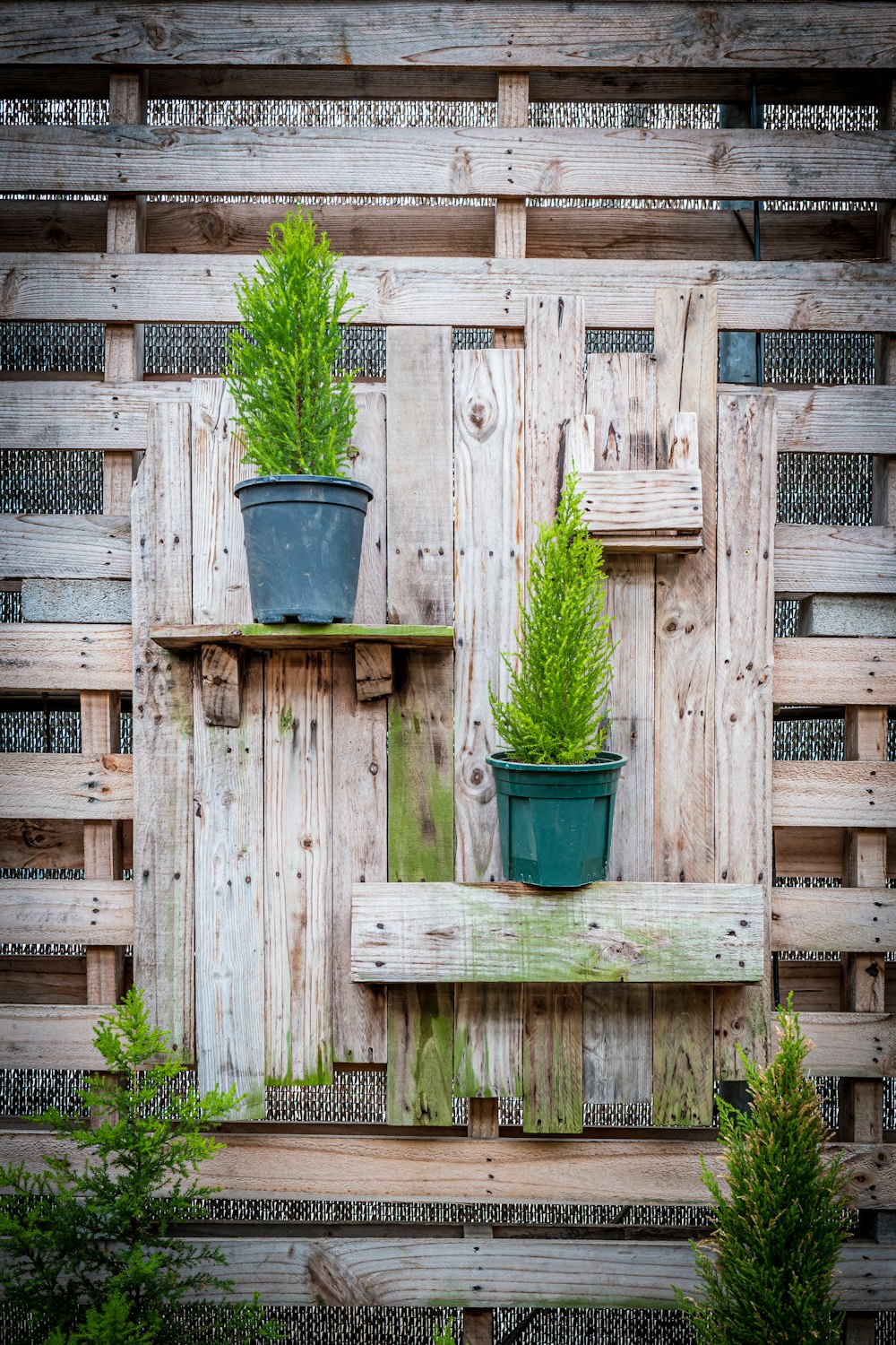 two potted plants sitting on a wooden shelf