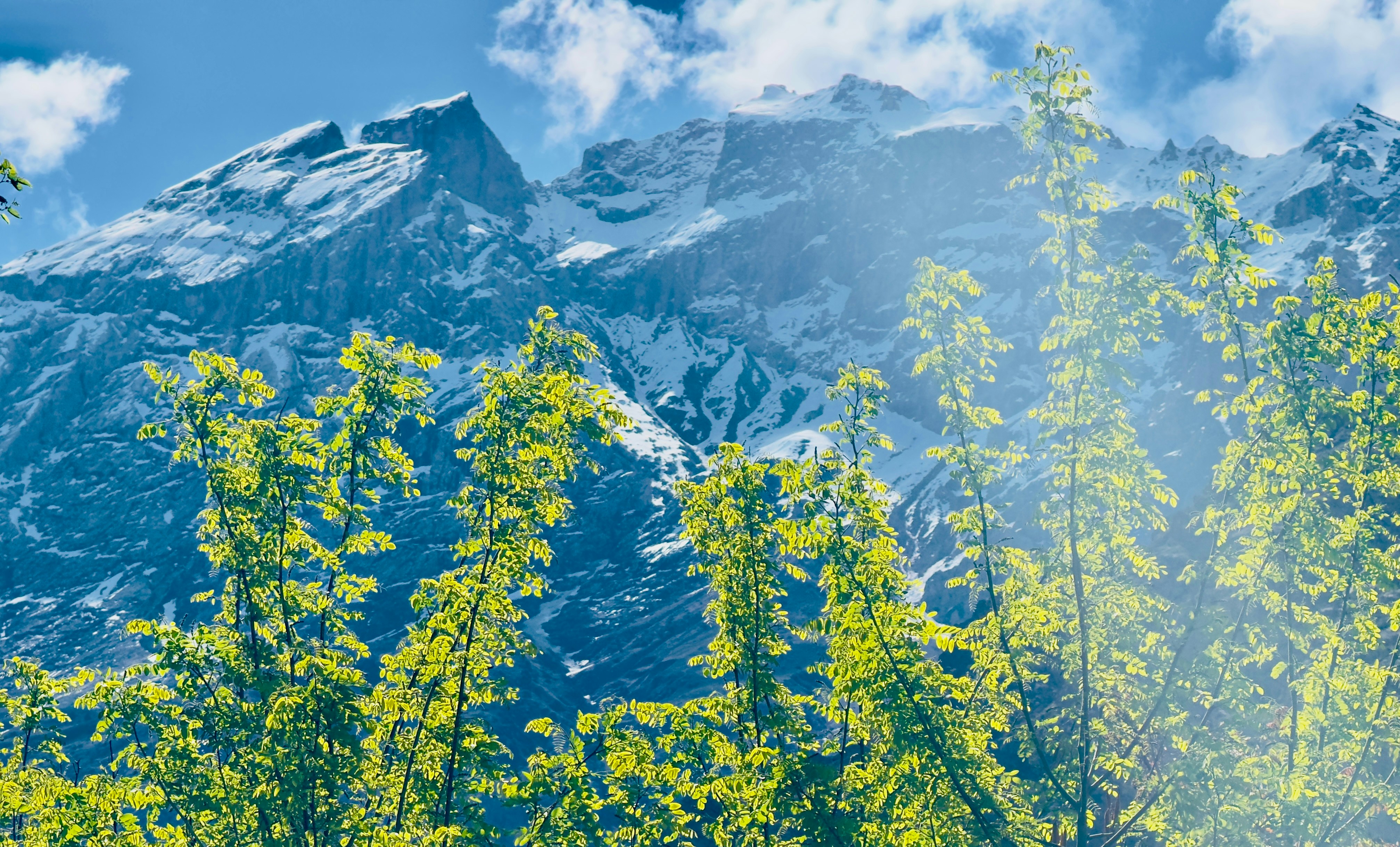 a view of a mountain with trees in the foreground