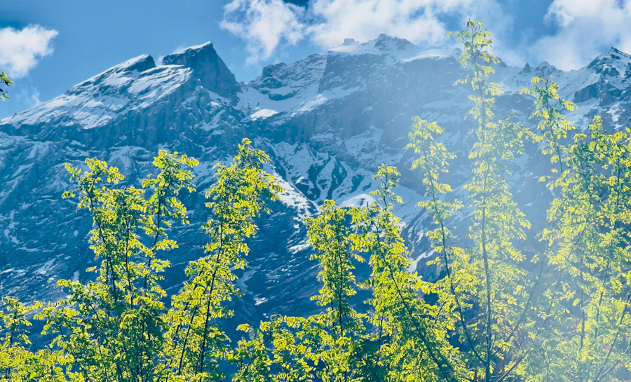 a view of a mountain with trees in the foreground
