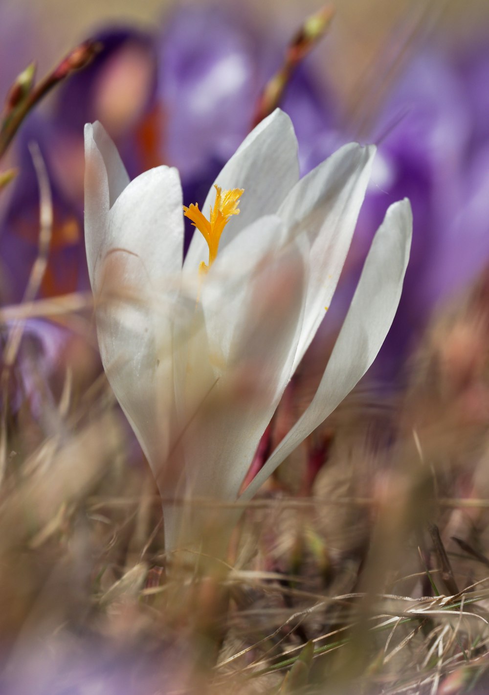 a close up of a white flower with purple flowers in the background