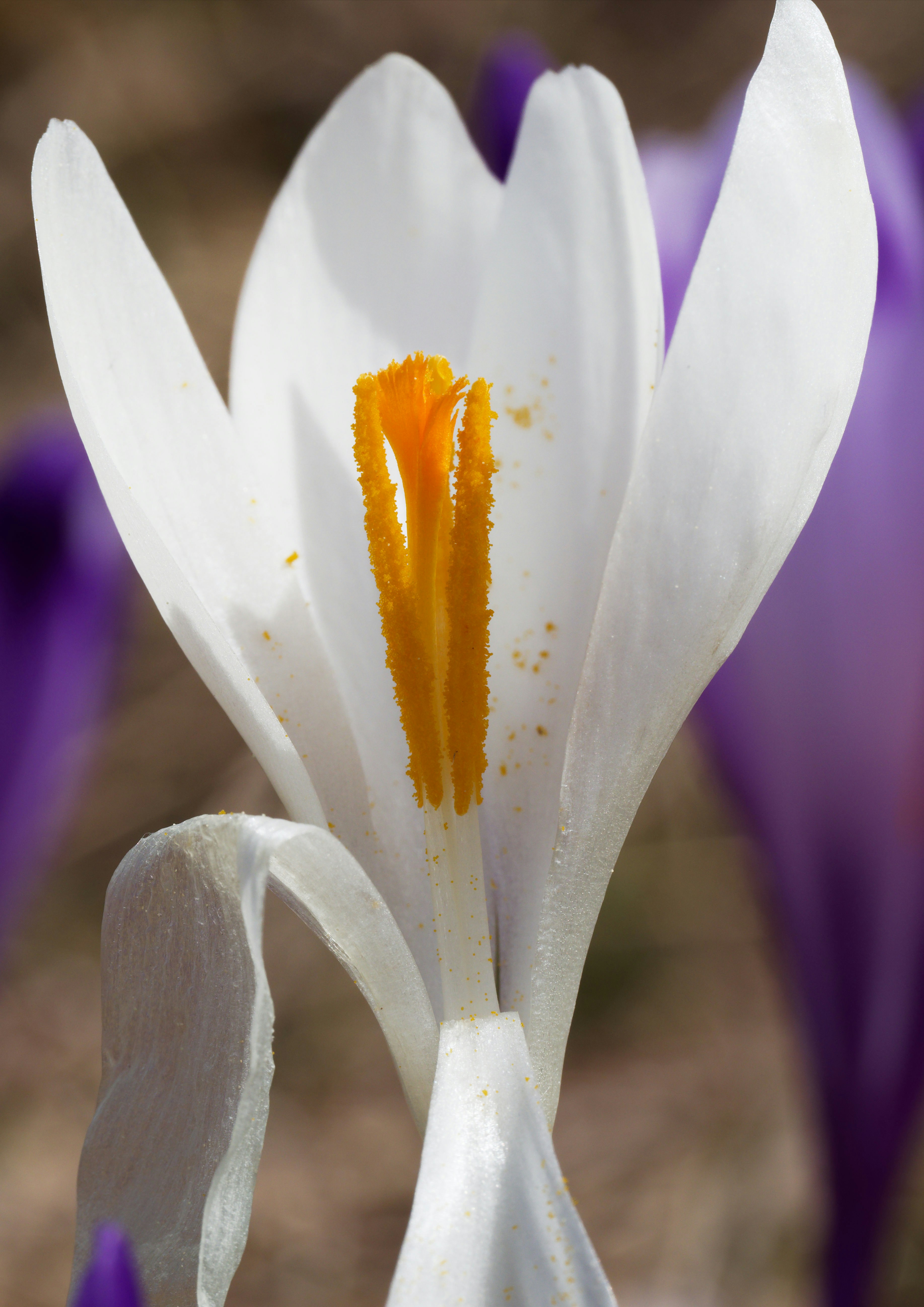 Eine Nahaufnahme einer weißen und gelben Blume