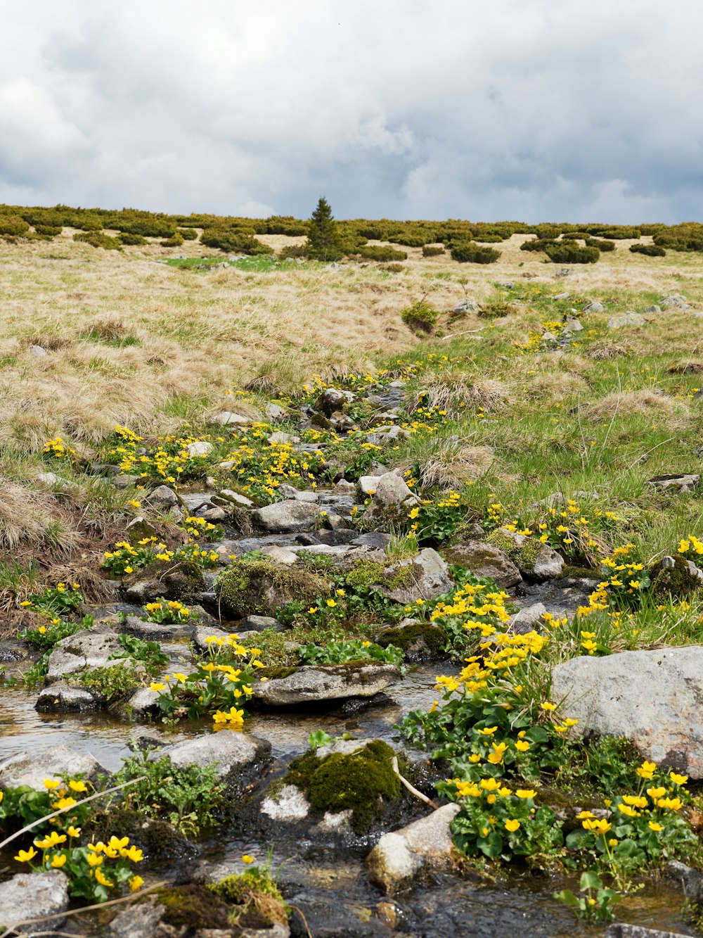 a grassy field with yellow flowers and rocks