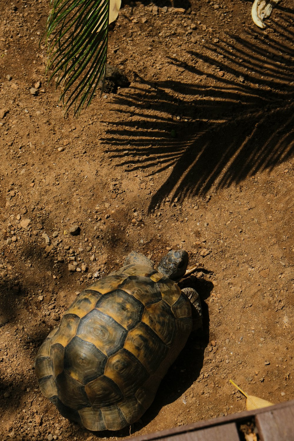 a tortoise laying on the ground next to a palm tree